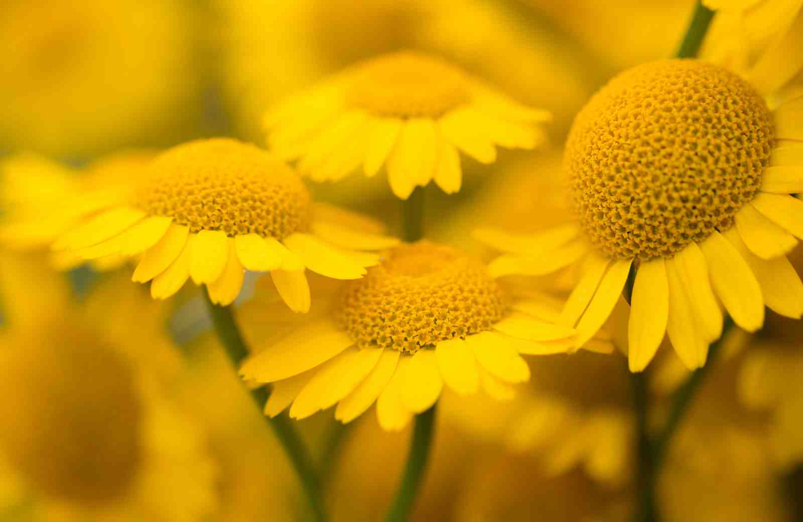 Vibrant Yellow Daisy Field Wall Art