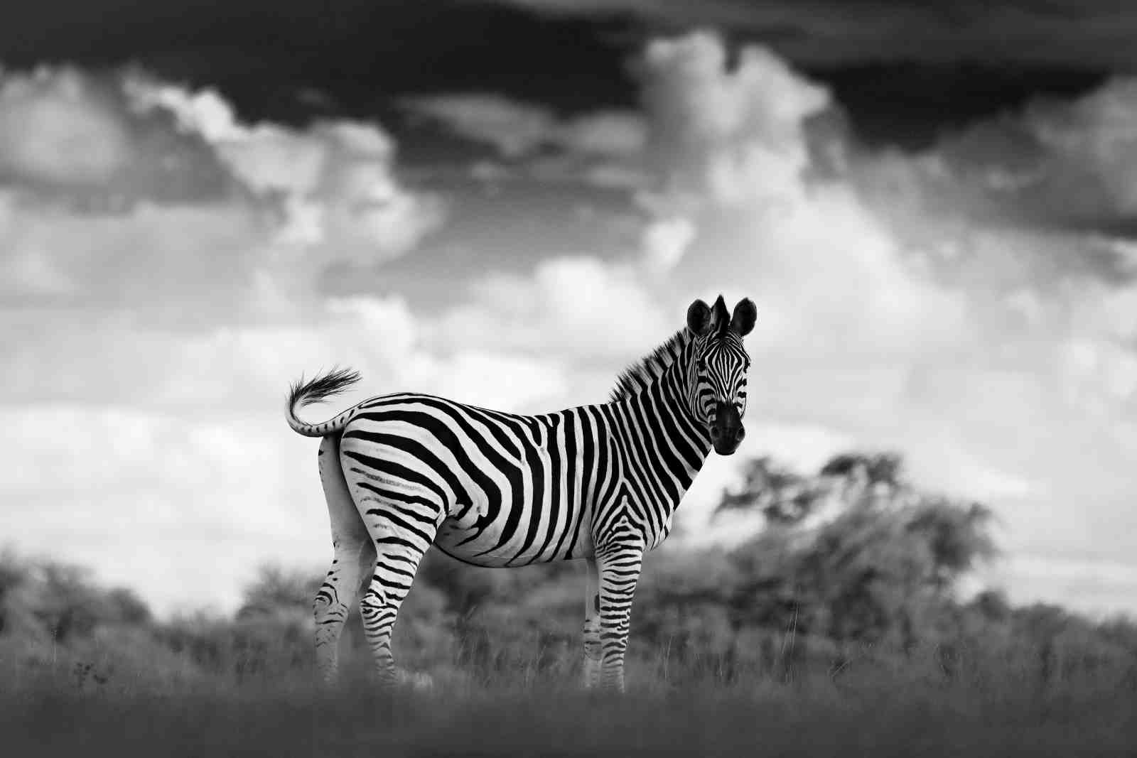 Majestic Zebra in Black & White Wall Art