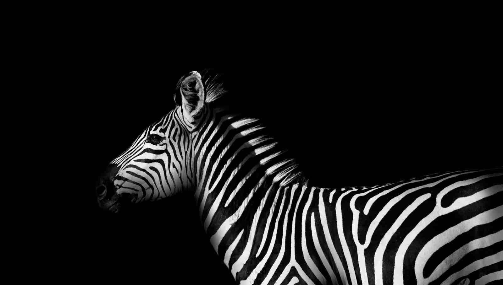 Striking Zebra Portrait Black & White Wall Art