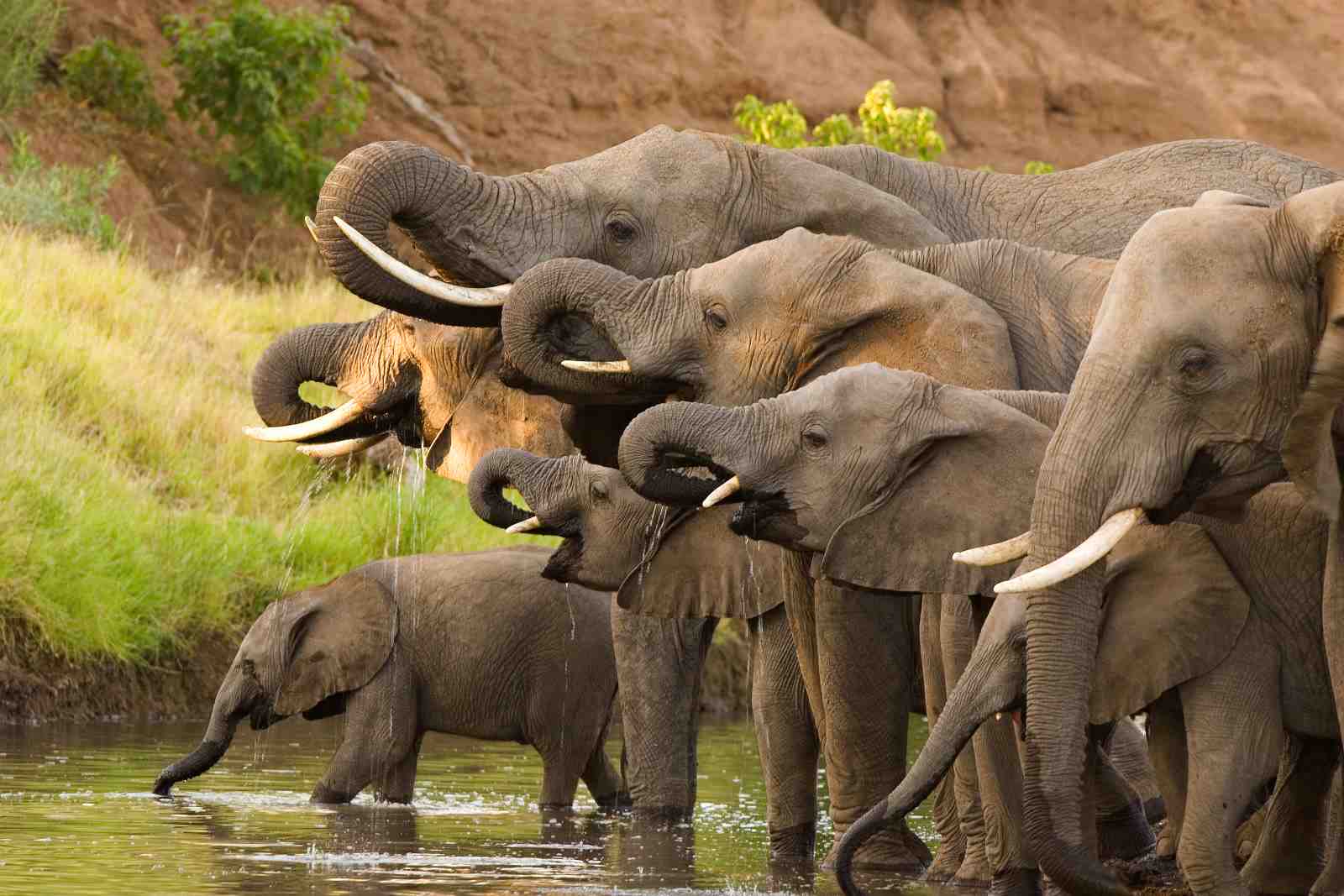 Majestic Herd Elephant Drinking at Waterhole Wall Art