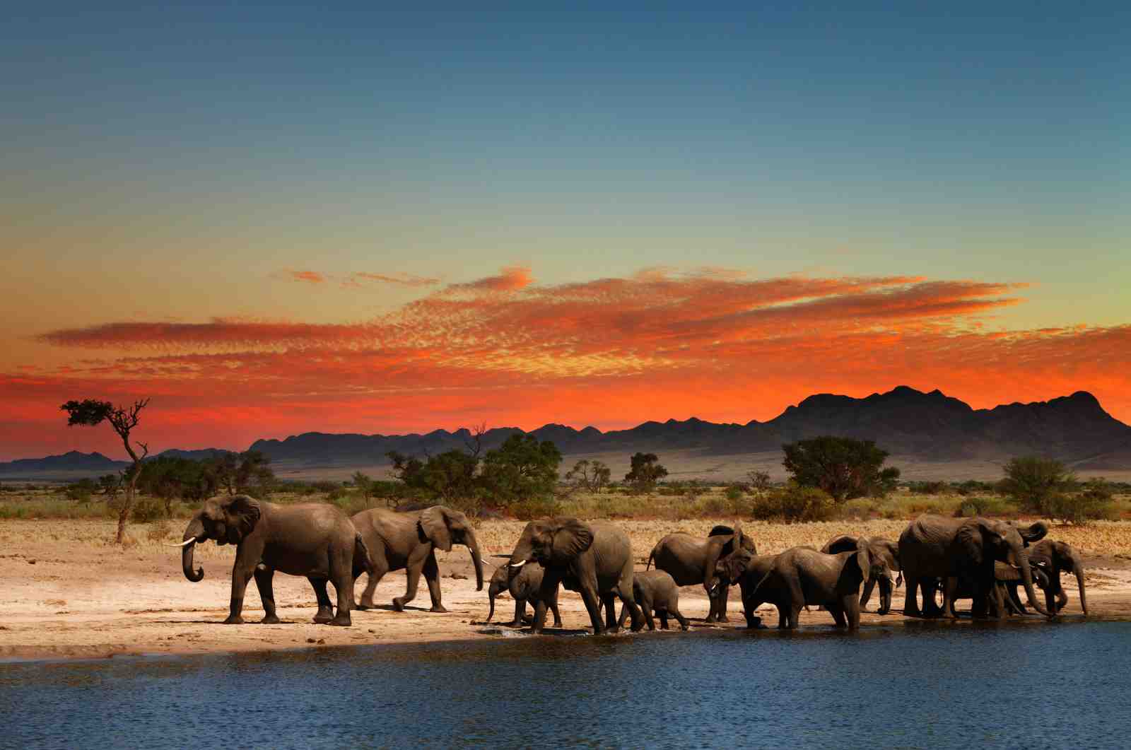 Majestic Elephant Herd Sunset Wall Art