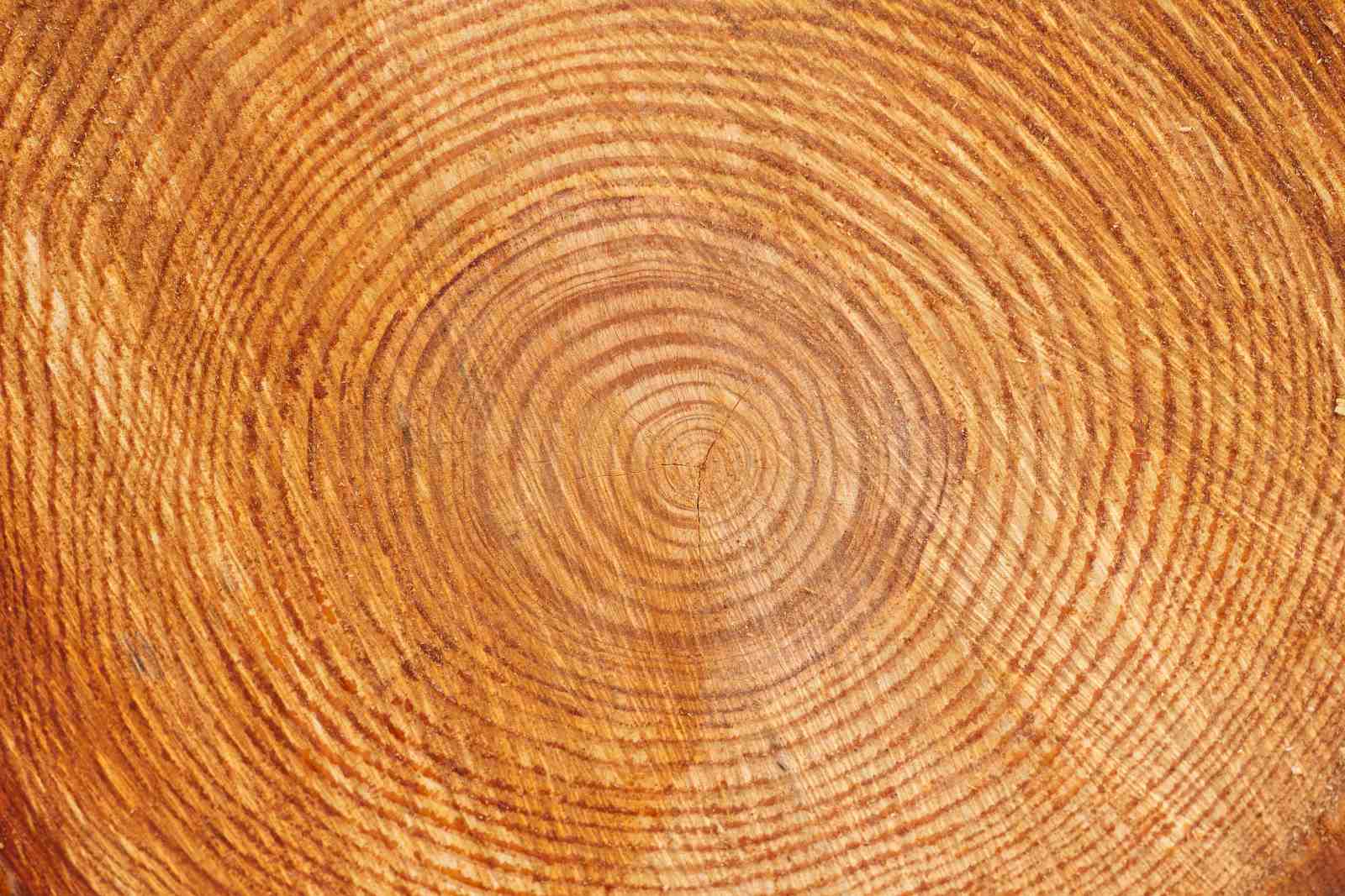 Rustic Tree Ring Close-Up Wall Art