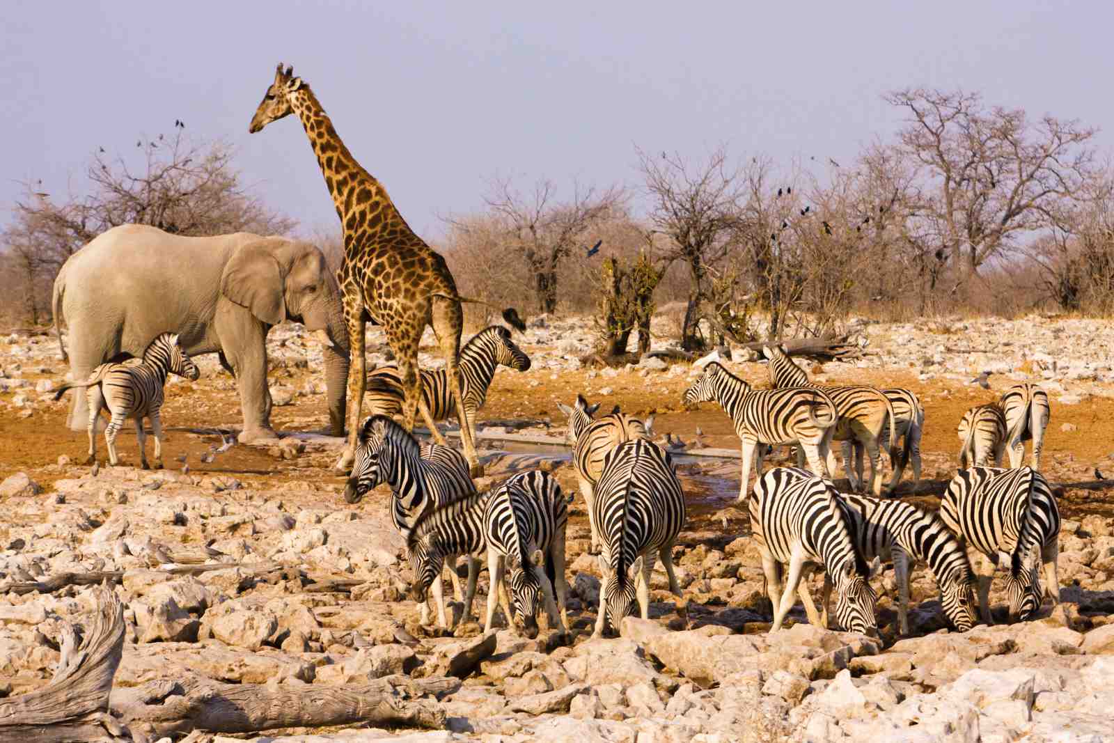 African Wildlife Herd Zebra & Elephant Wall Art
