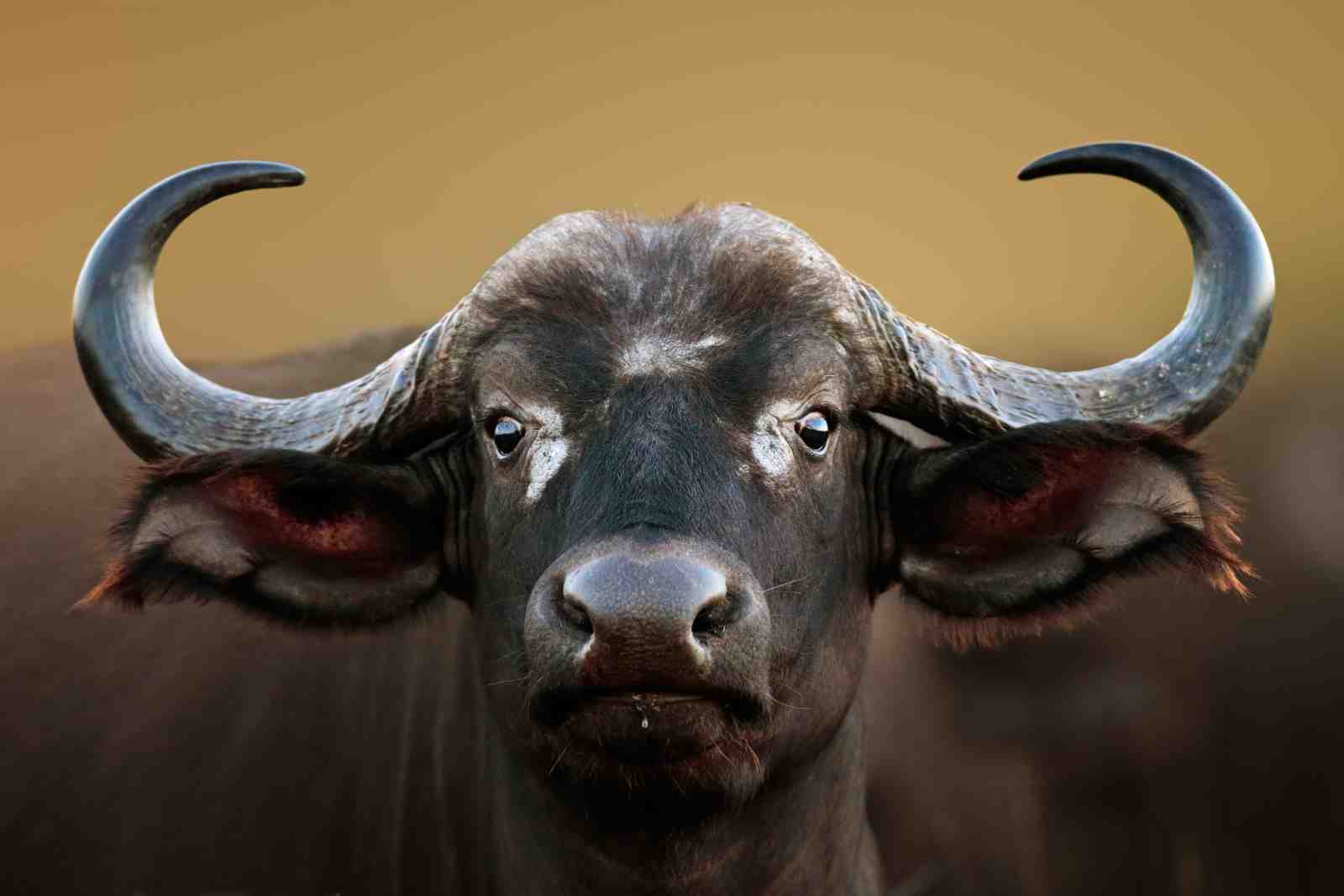 Majestic Buffalo Portrait Wall Art