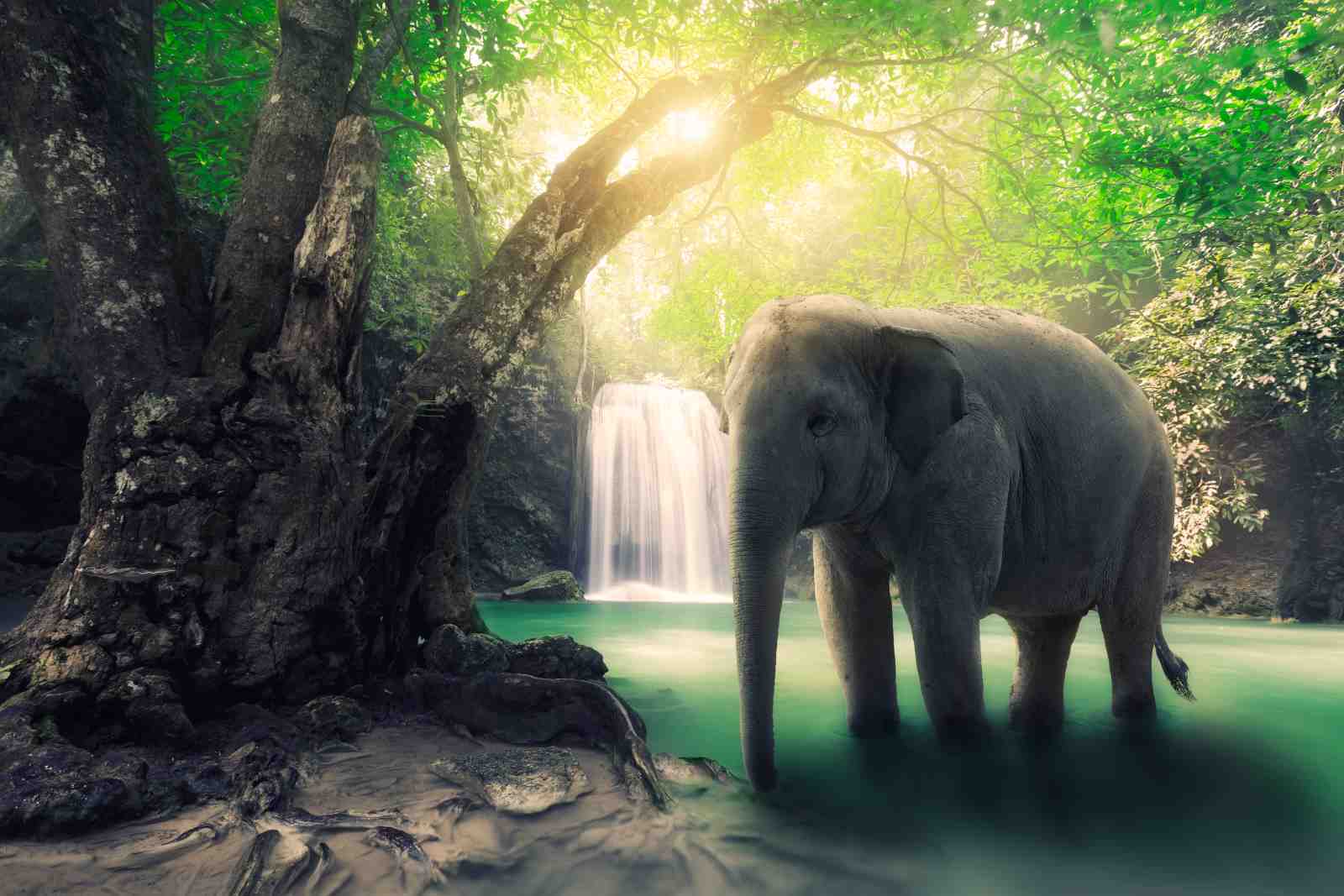 Serene Elephant Waterfall Nature Wall Art