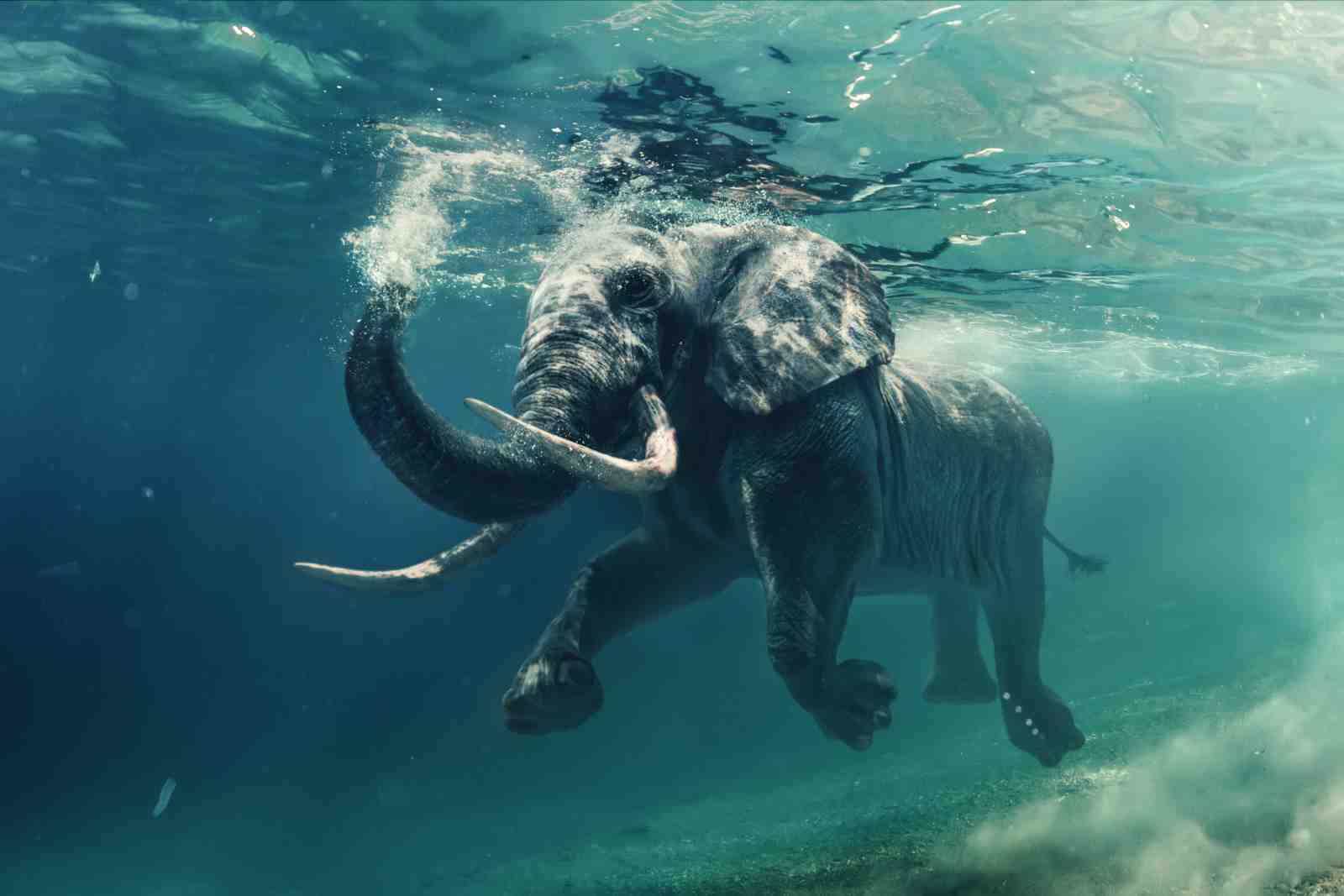 Majestic Elephant Underwater Adventure Wall Art