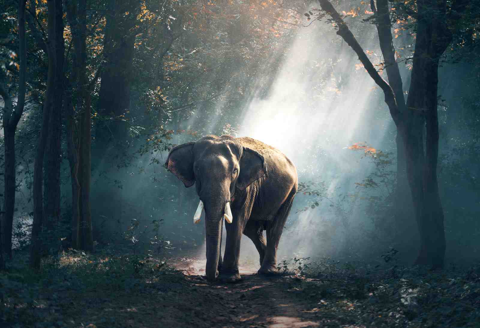 Majestic Elephant in Misty Forest Wall Art