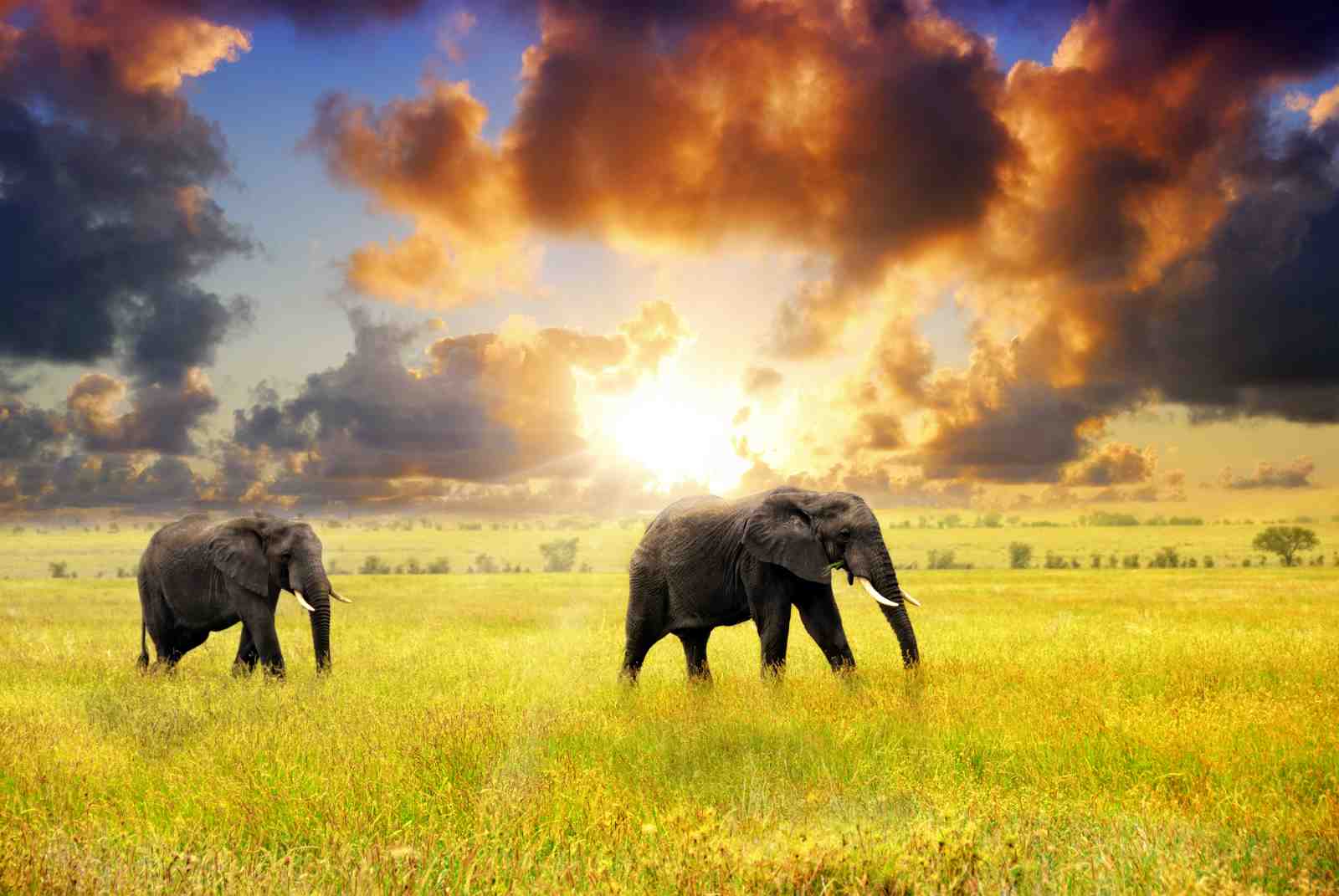 Majestic Elephants Safari Sunset Wall Art