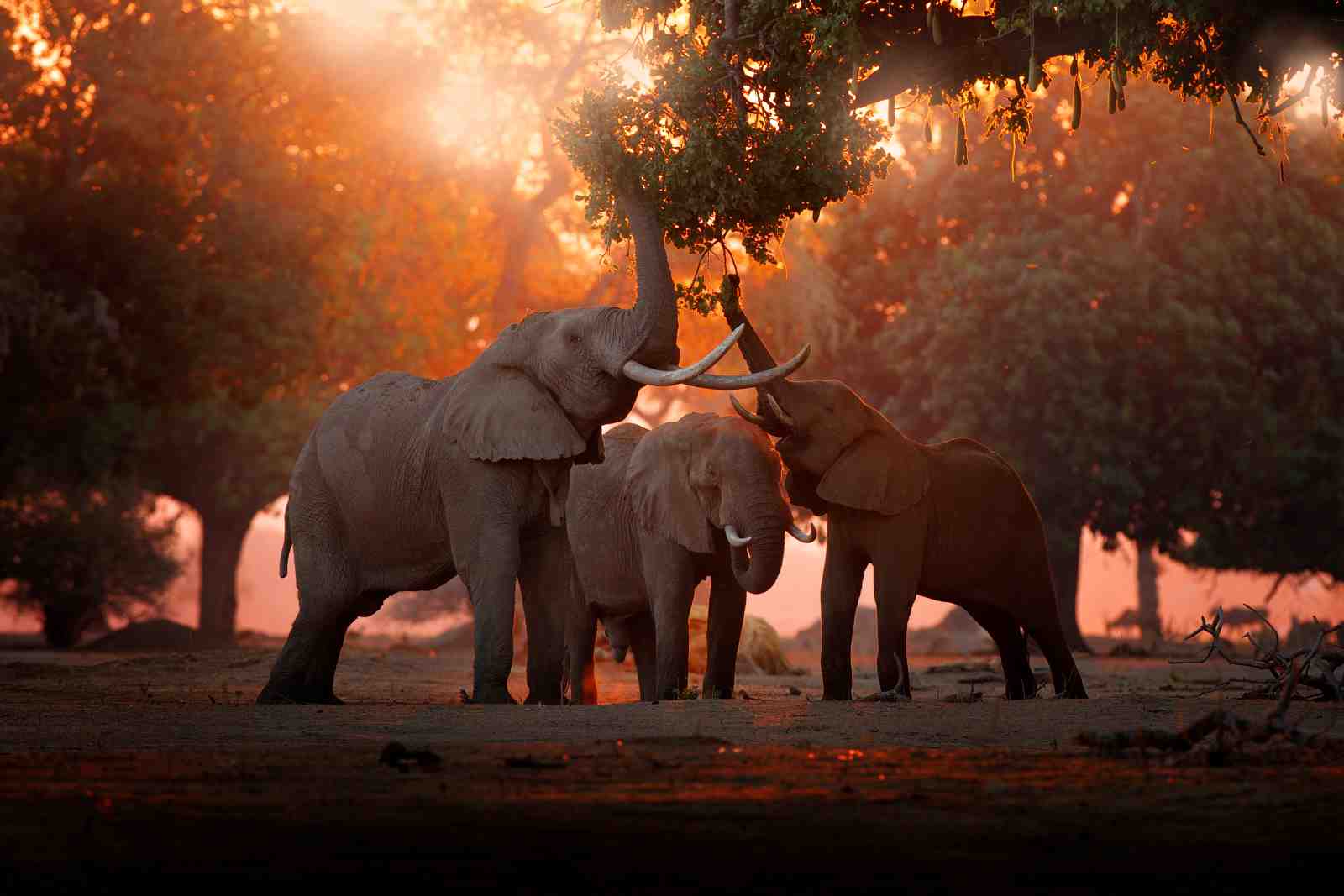 Majestic Elephants Sunset African Safari Wall Art
