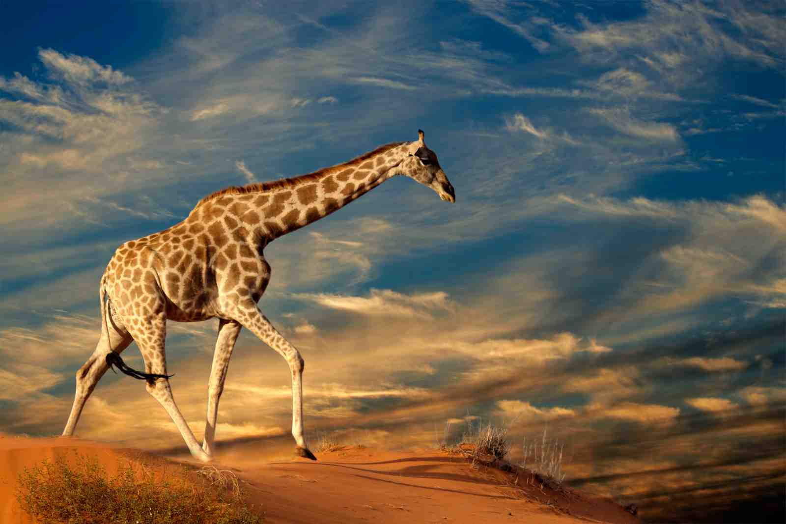 Majestic Giraffe Desert Wander Wall Art