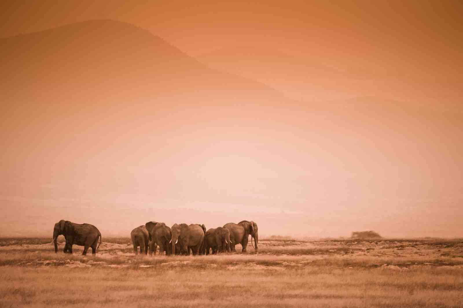 Serene Elephant Herd Savannah Sunset Wall Art