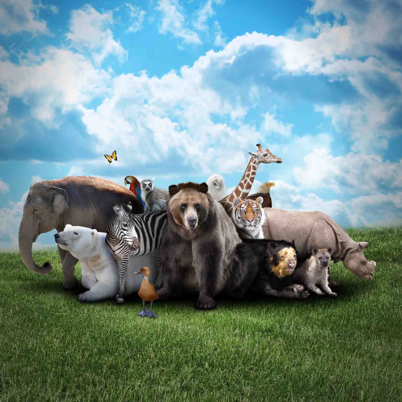 Wild Animals Ensemble Wall Art