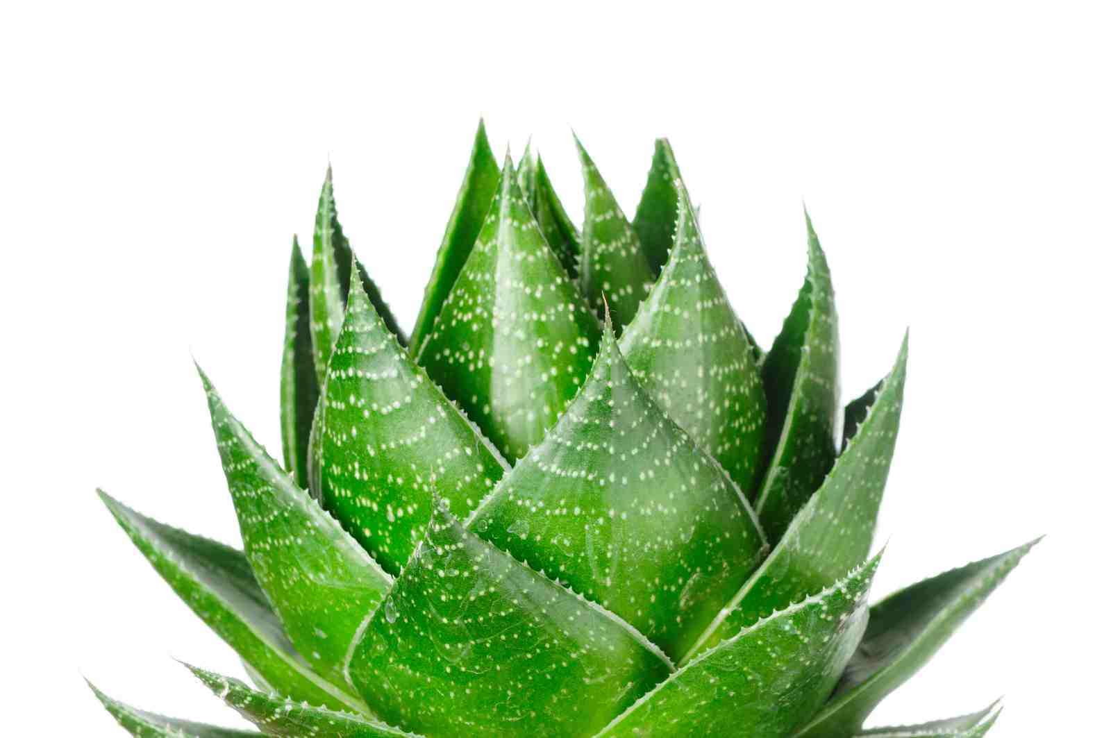 Vibrant Aloe Vera Succulent Wall Art