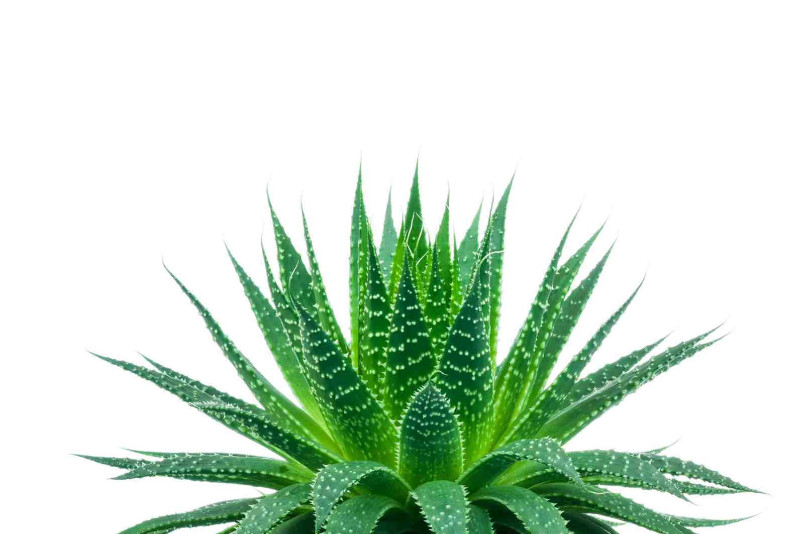 Vibrant Aloe Vera Plant Wall Art Wall Art