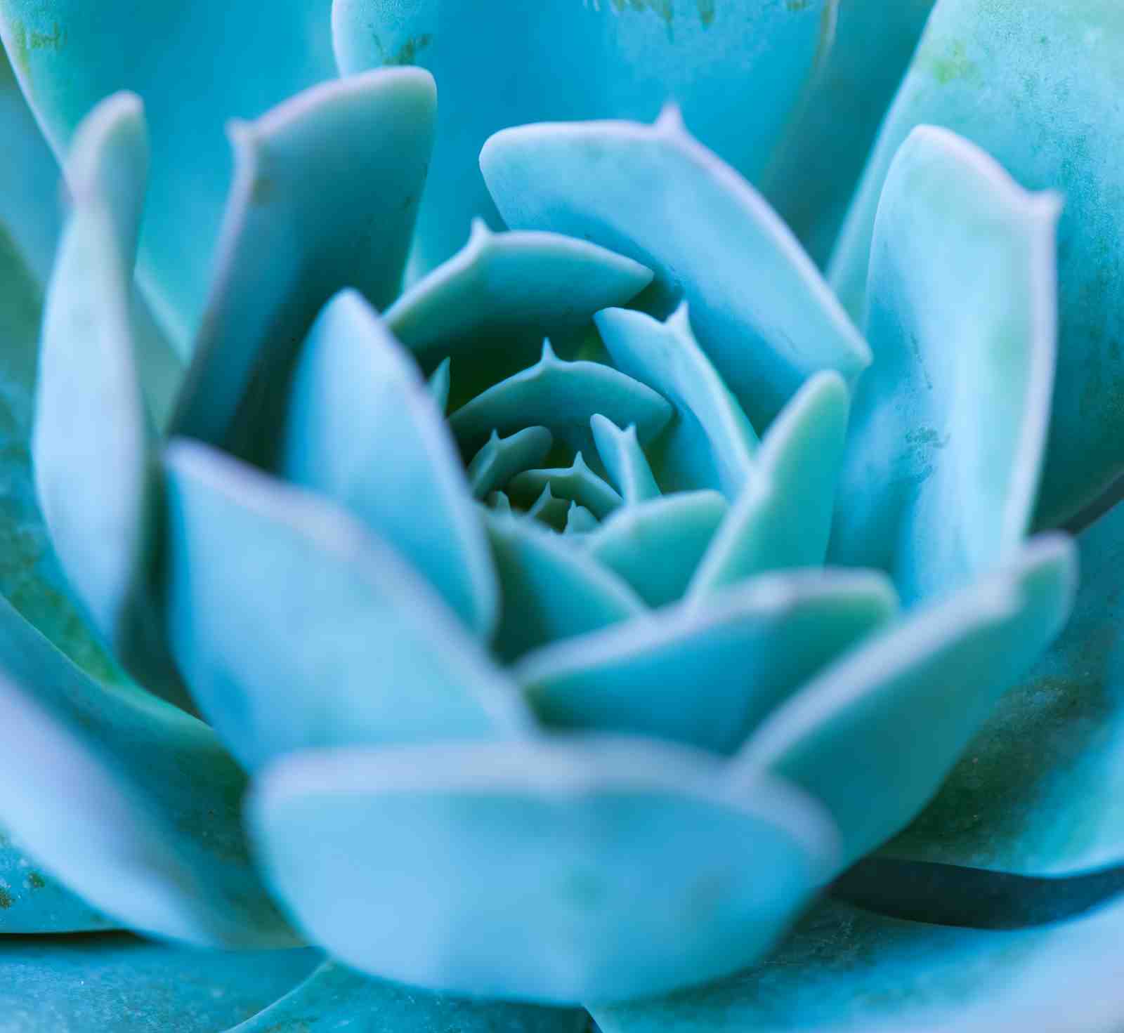 Serene Teal Succulent Abstract Wall Art