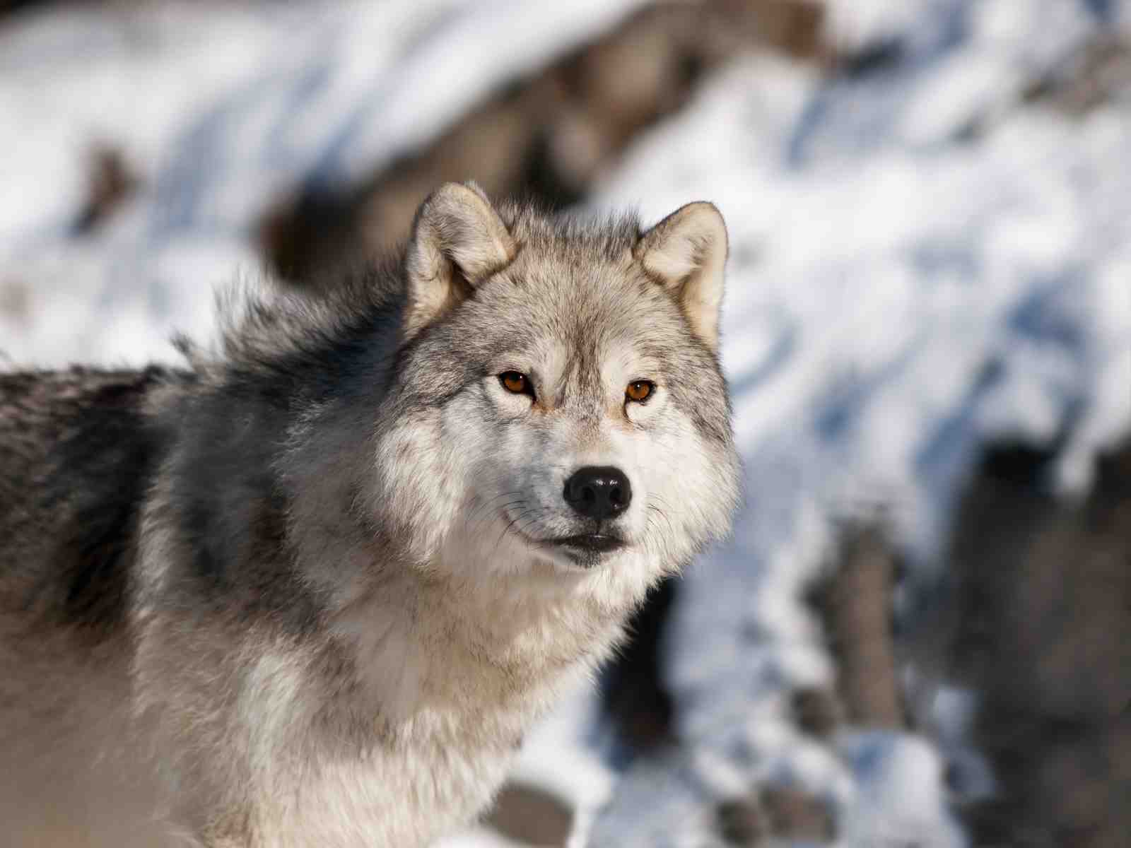 Majestic Wolf Gaze Winter Wildlife Wall Art