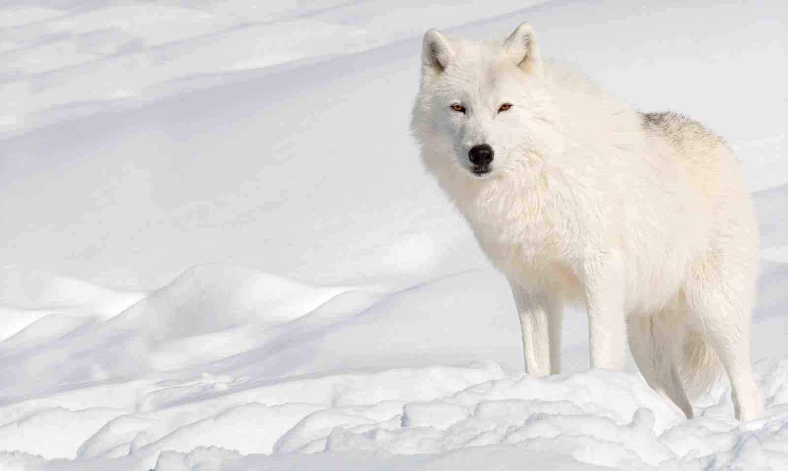 Majestic Arctic Wolf Portrait Wall Art