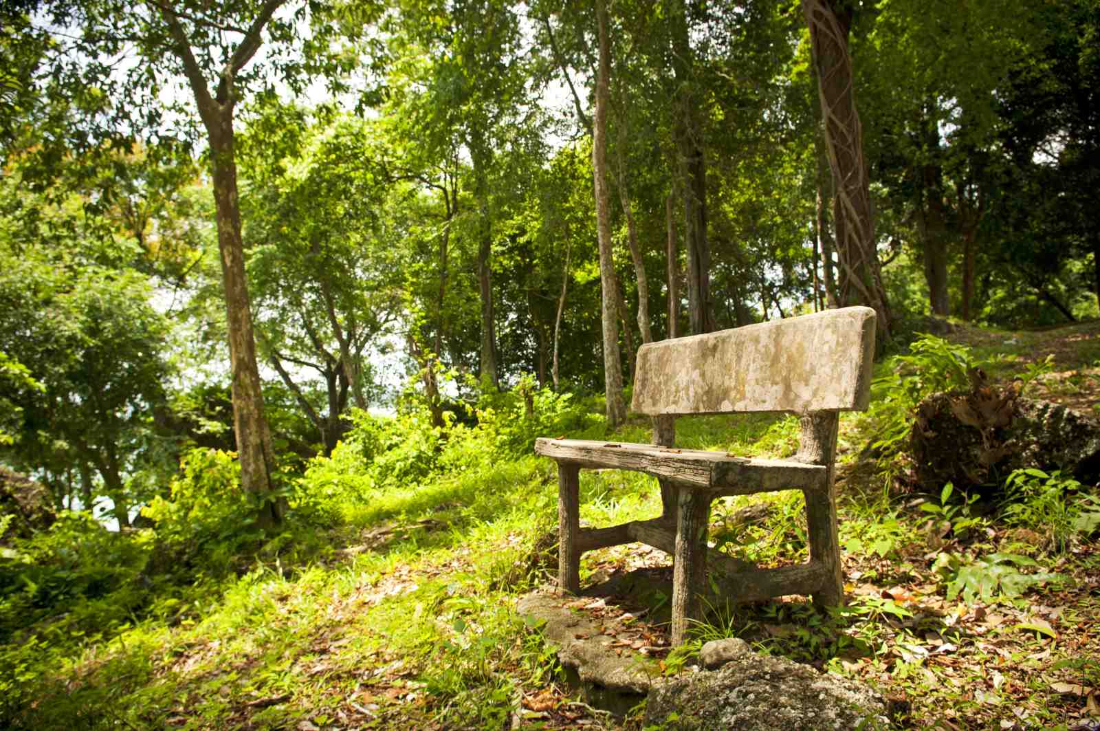 Tranquil Forest Bench Serenity Wall Art