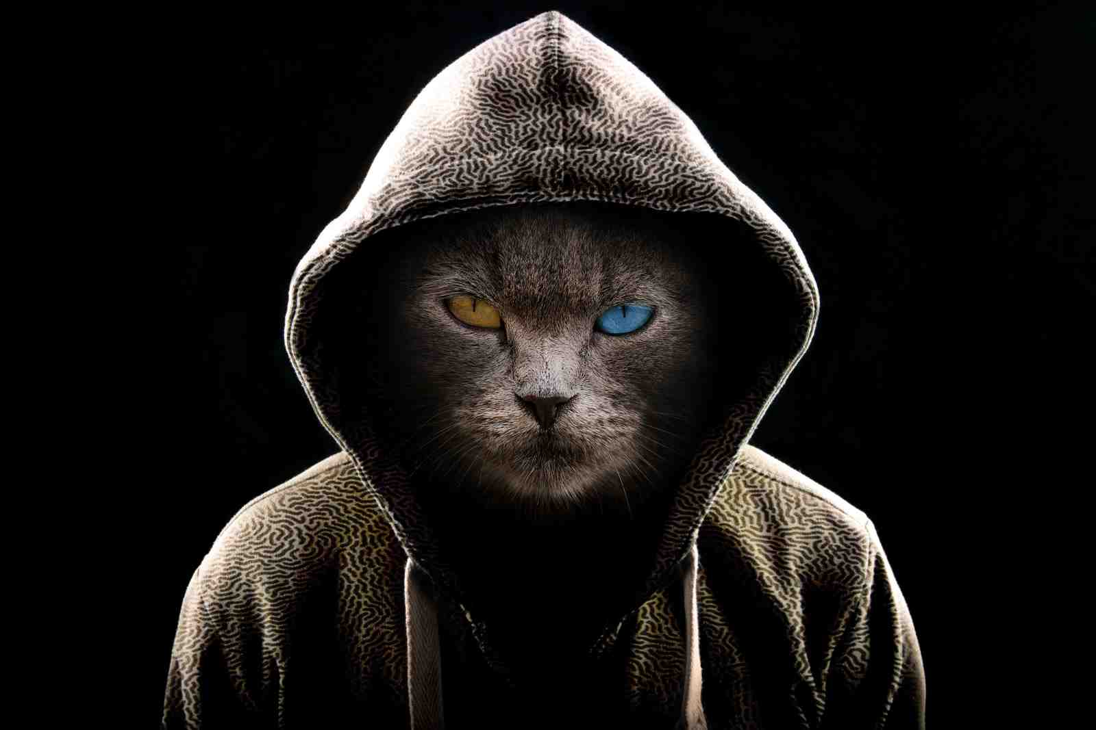 Mysterious Feline with Heterochromia Wall Art