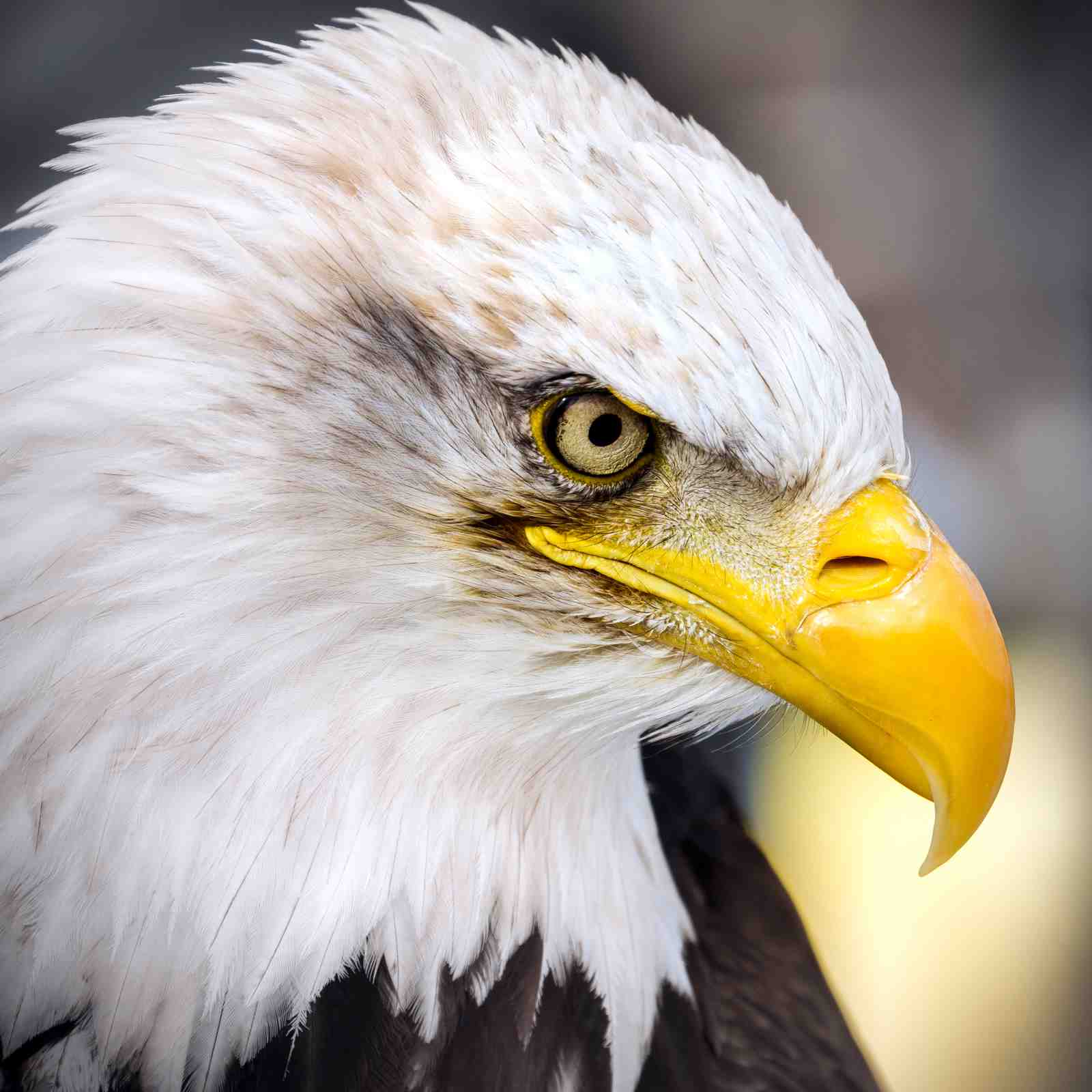 Majestic Eagle Portrait Close-up Wall Art