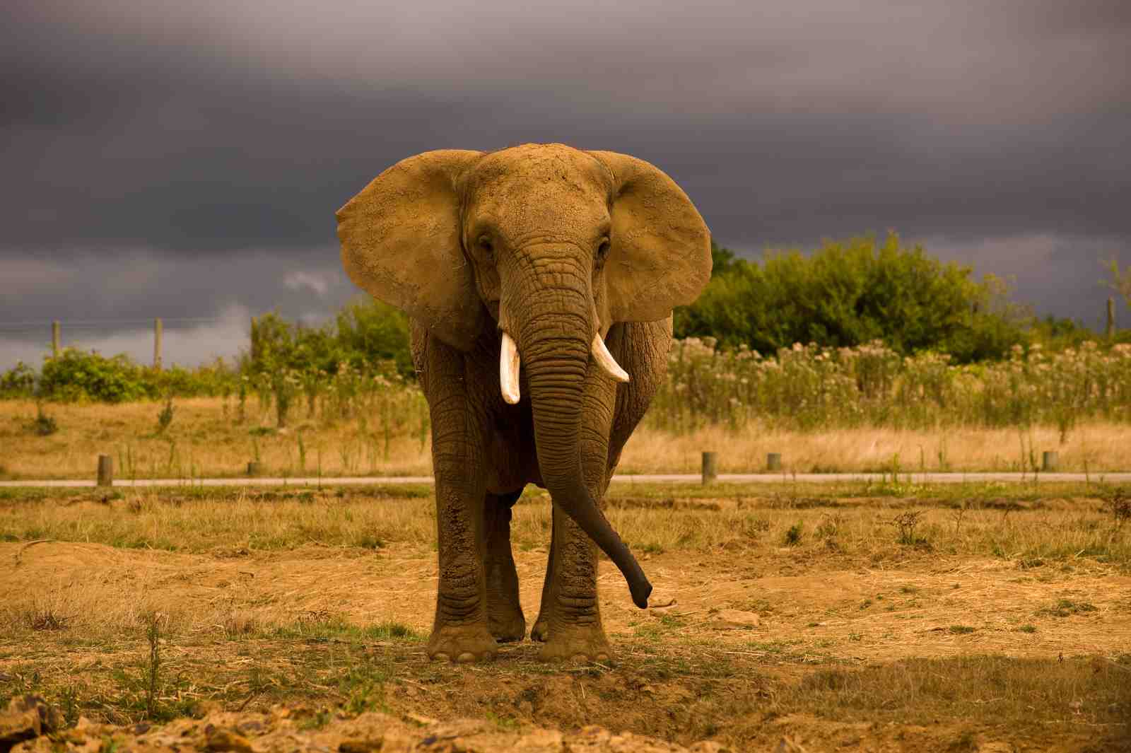 Majestic Elephant Safari Landscape Wall Art