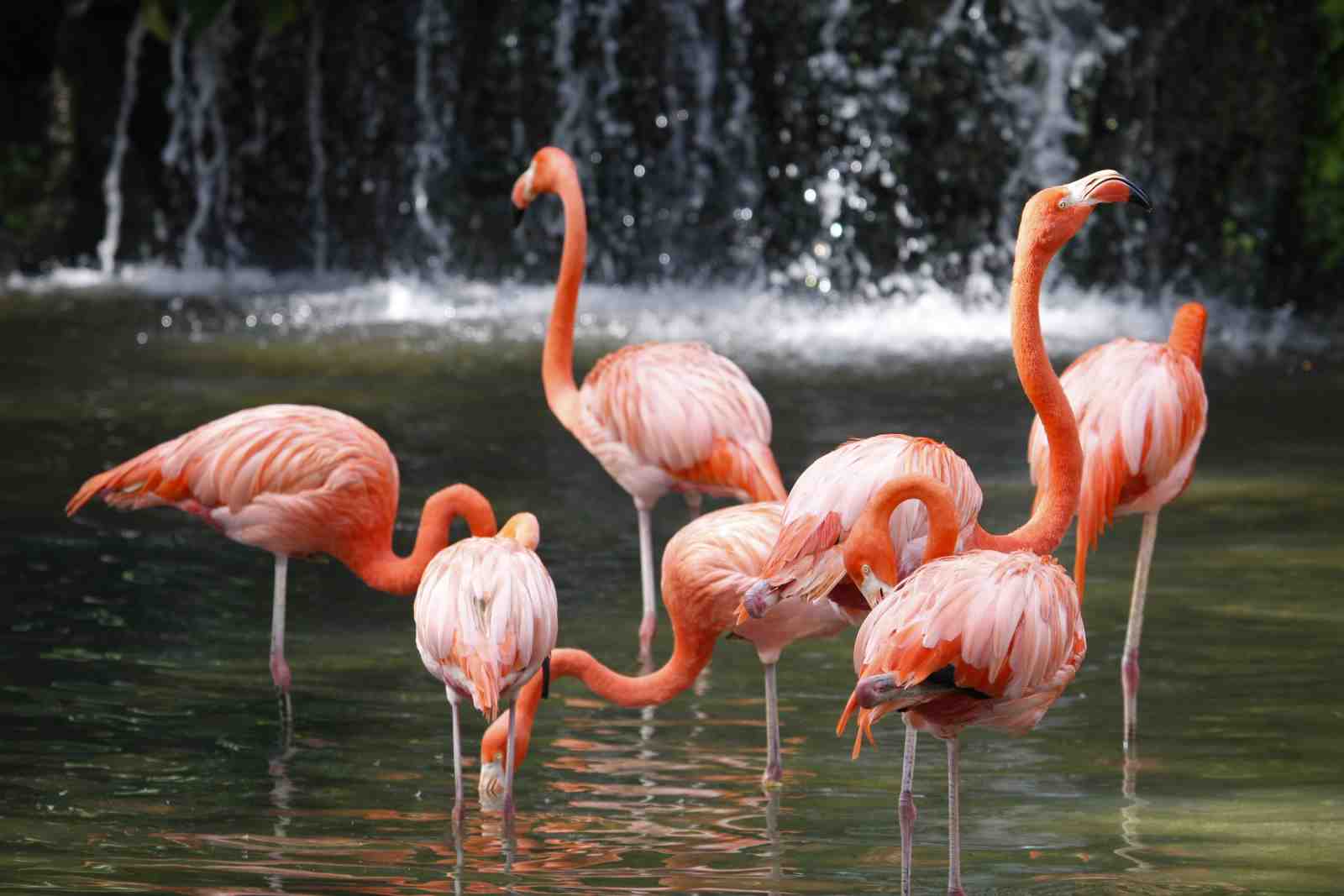 Flamingo Flock Waterfall Wall Art