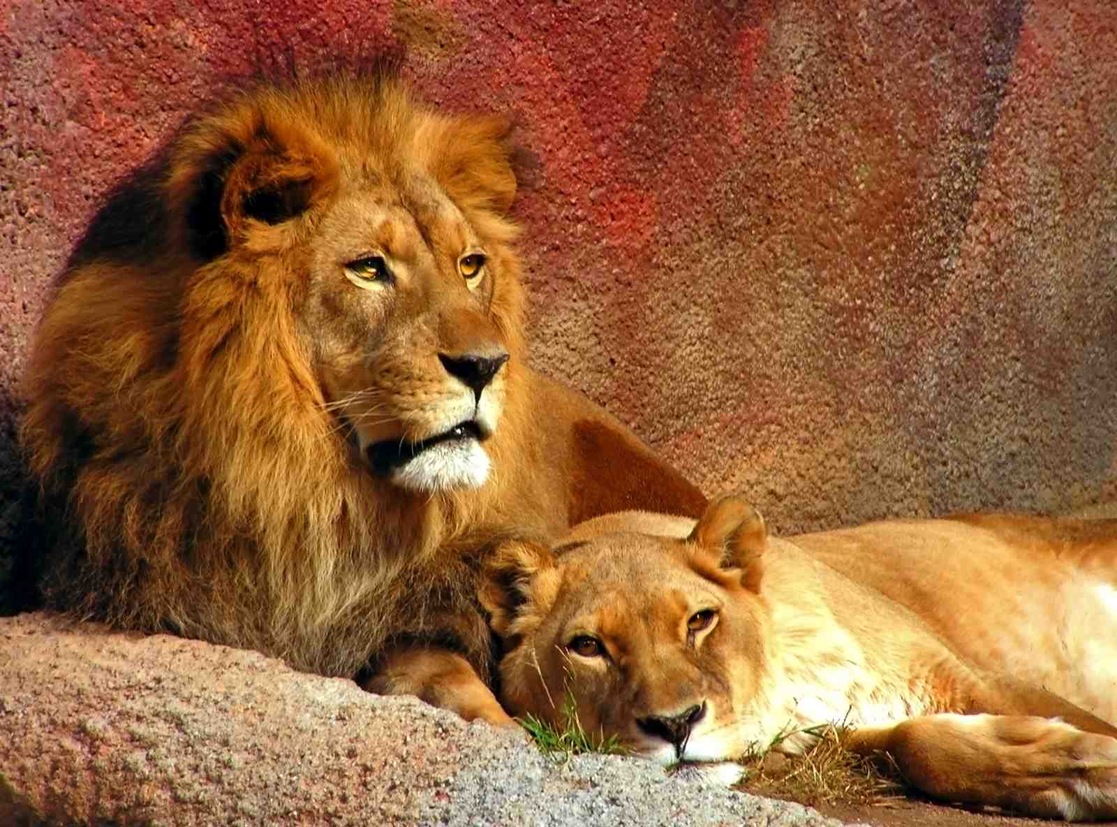 Majestic Lion Couple Wildlife Wall Art
