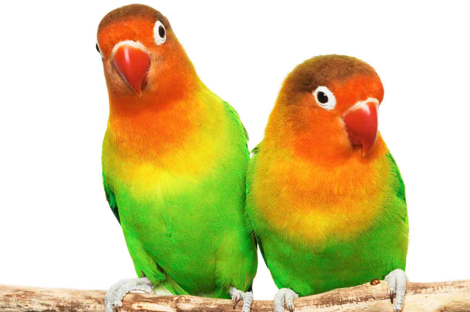 Charming Lovebird Pair Tropical Bird Wall Art