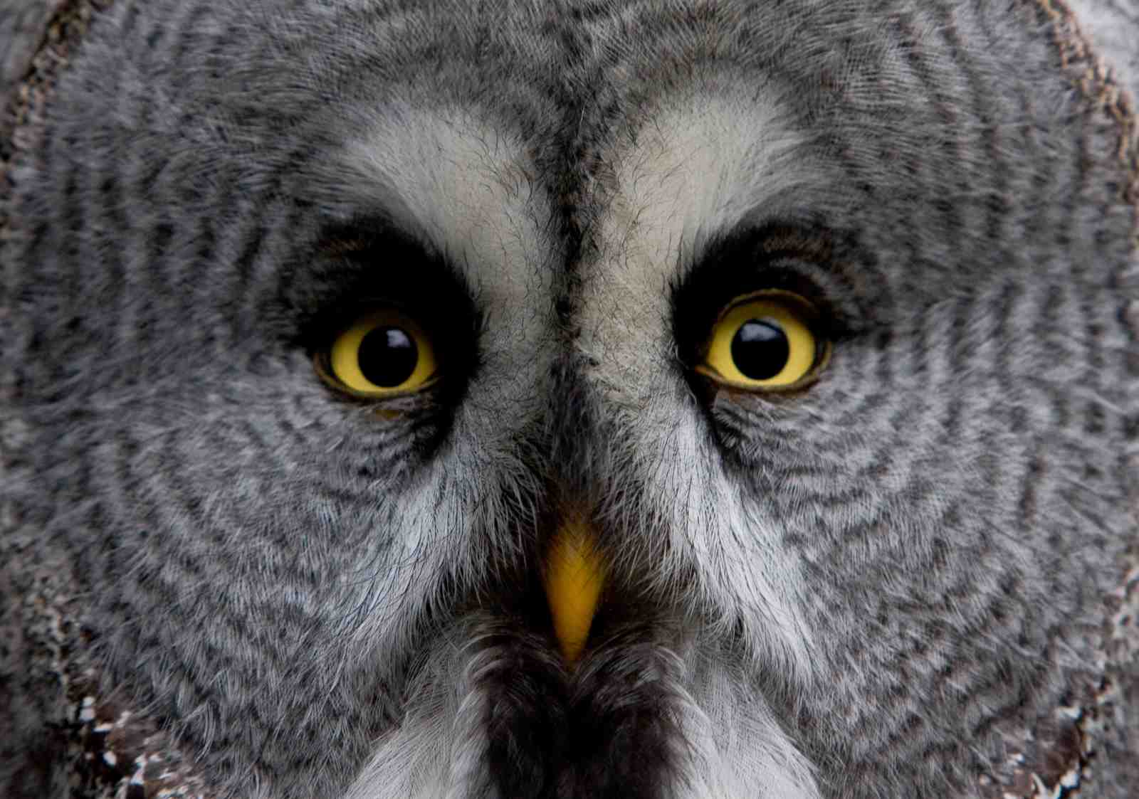 Majestic Owl Eyes Close-Up Wall Art