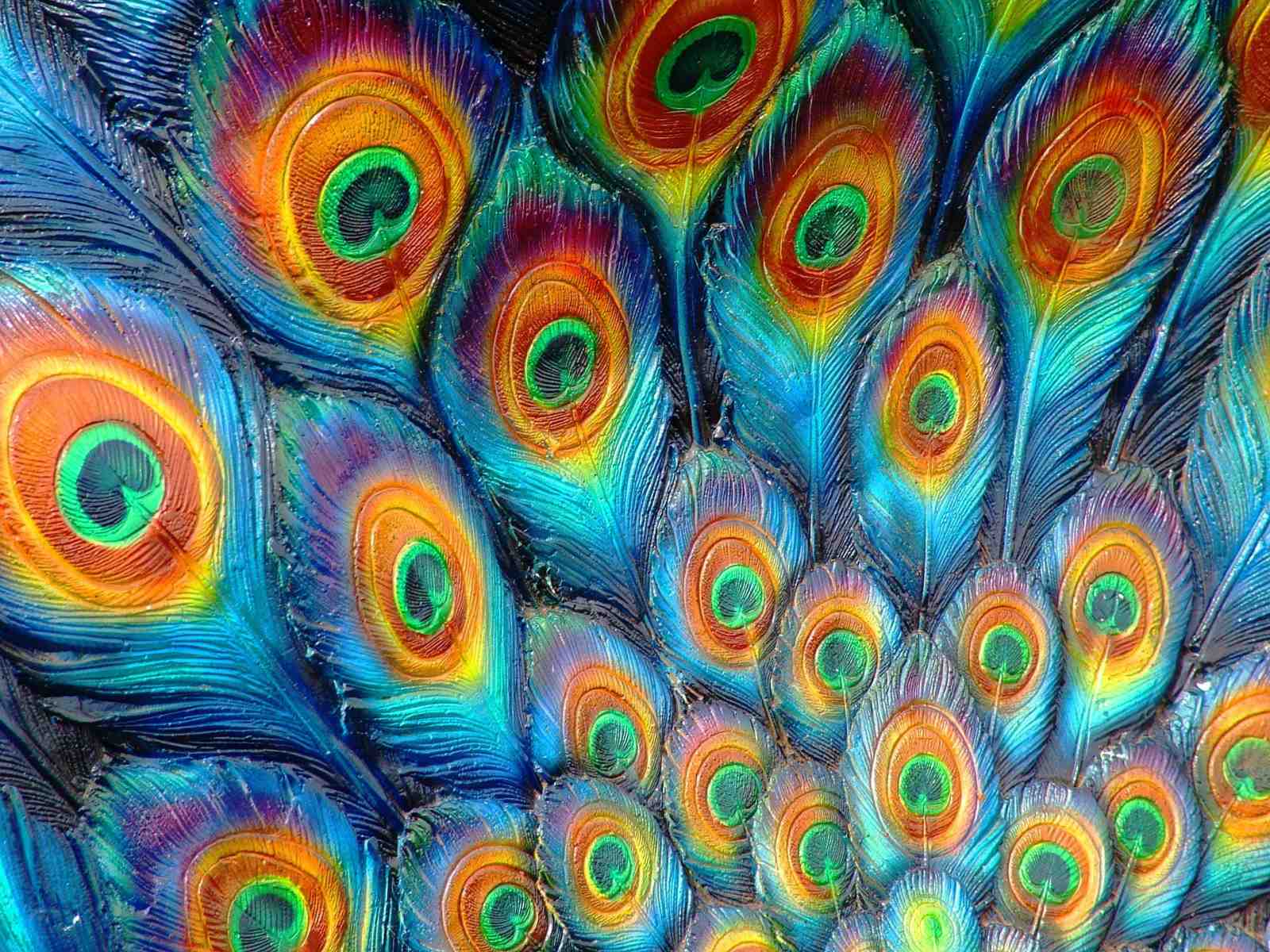 Vibrant Peacock Feather Wall Art Wall Art