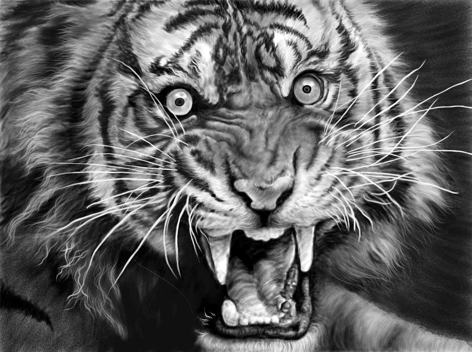 Majestic Roaring Tiger Charcoal Art Wall Art