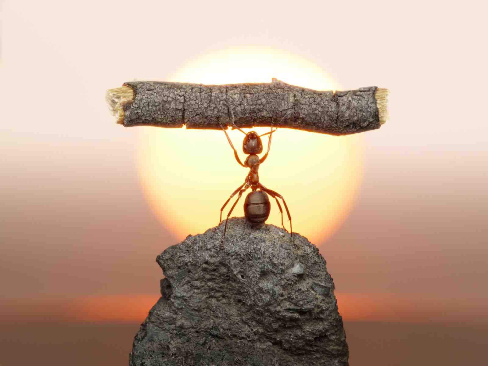 Inspirational Ant Strength Sunset Wall Art