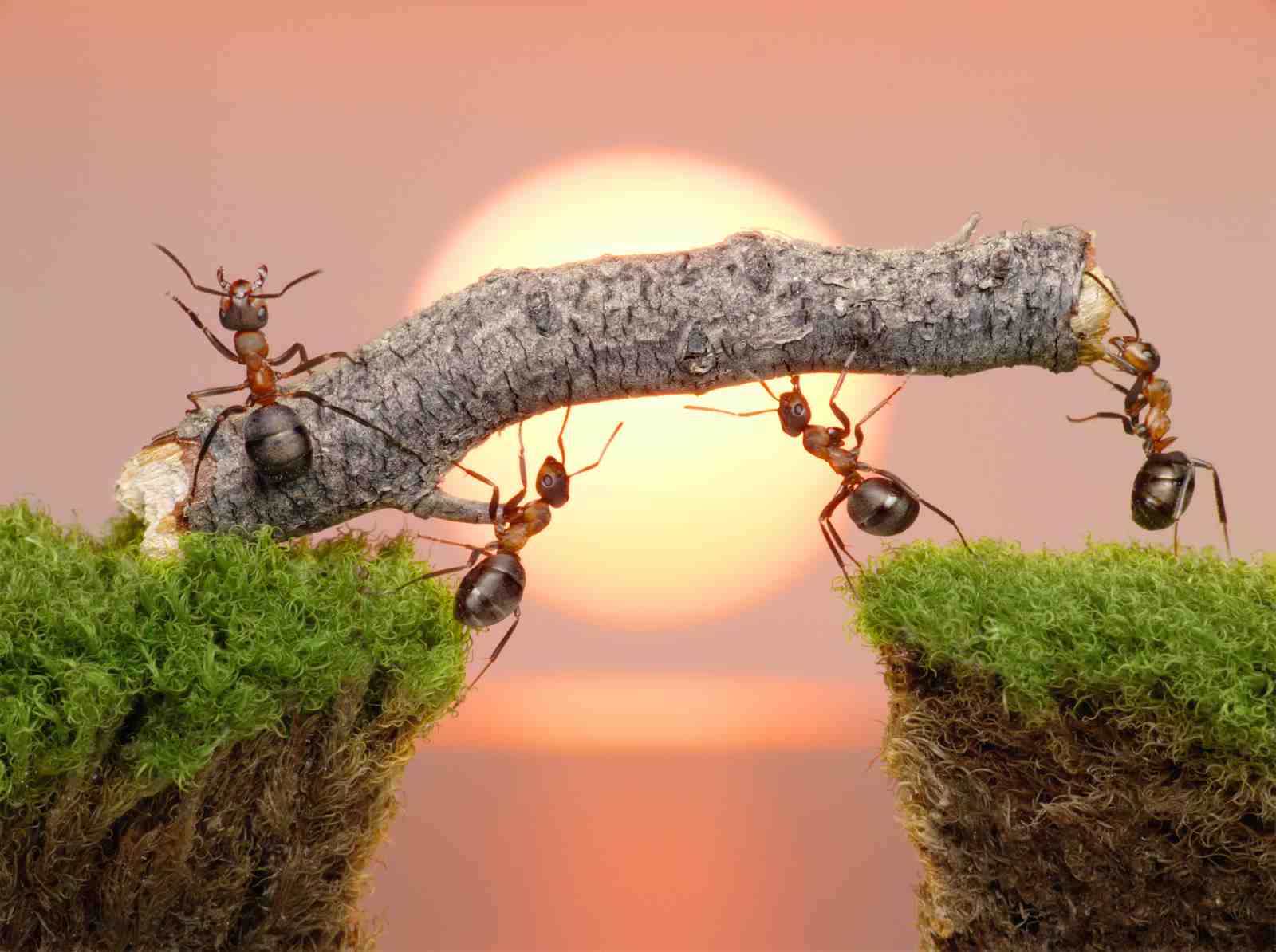 Ant Teamwork Bridge Wall Art