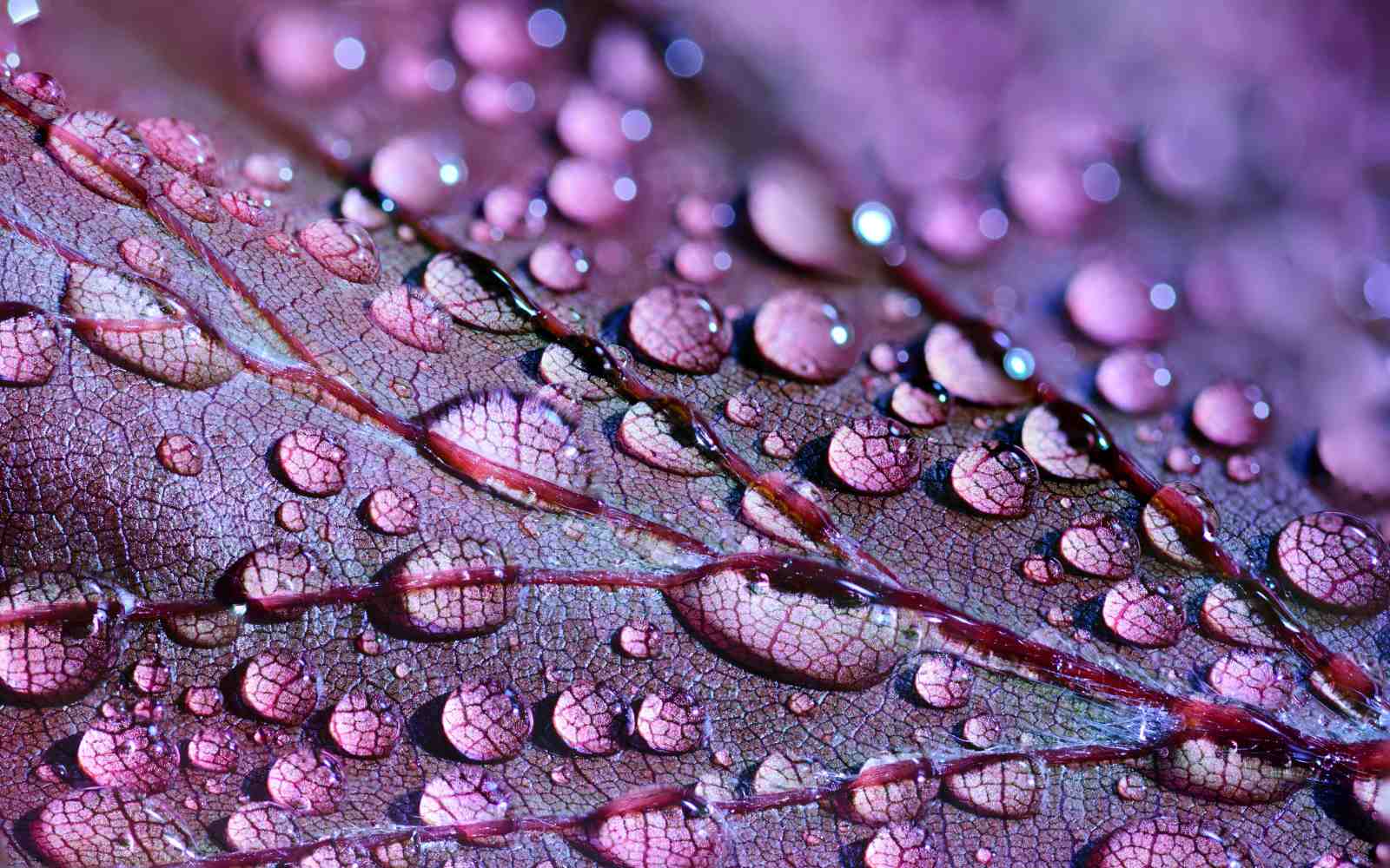 Purple Dewdrops Macro Leaf Wall Art