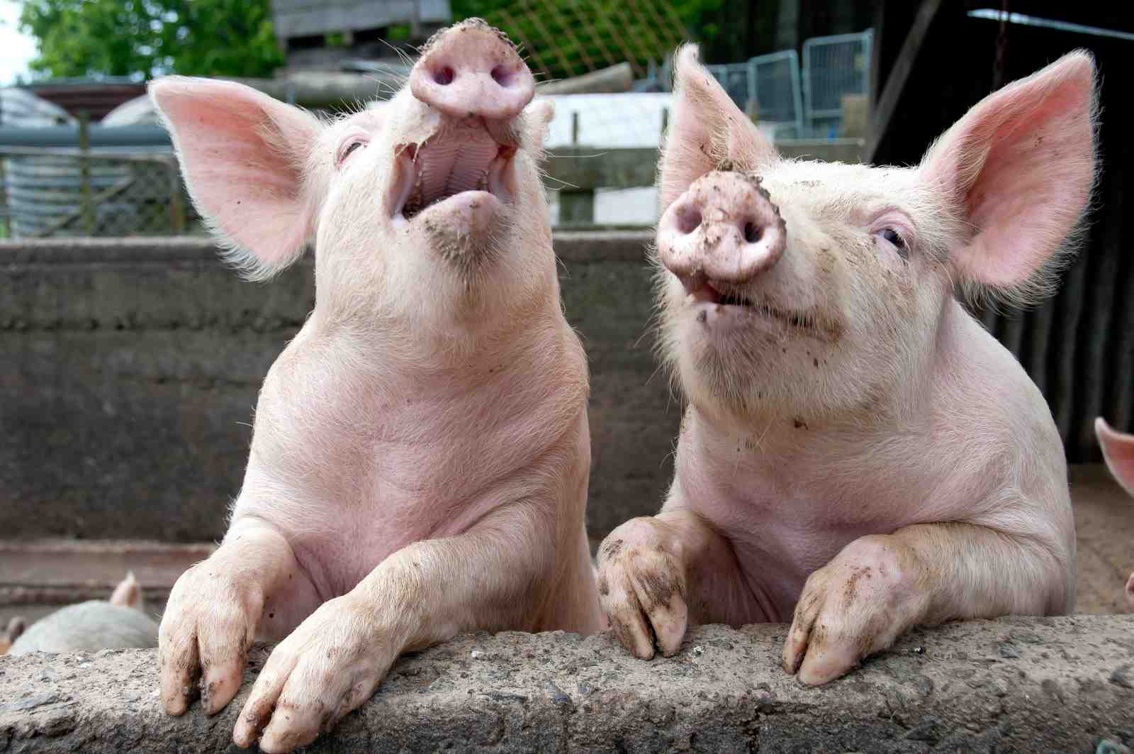 Playful Piglets Joyful Farm Animal Wall Art