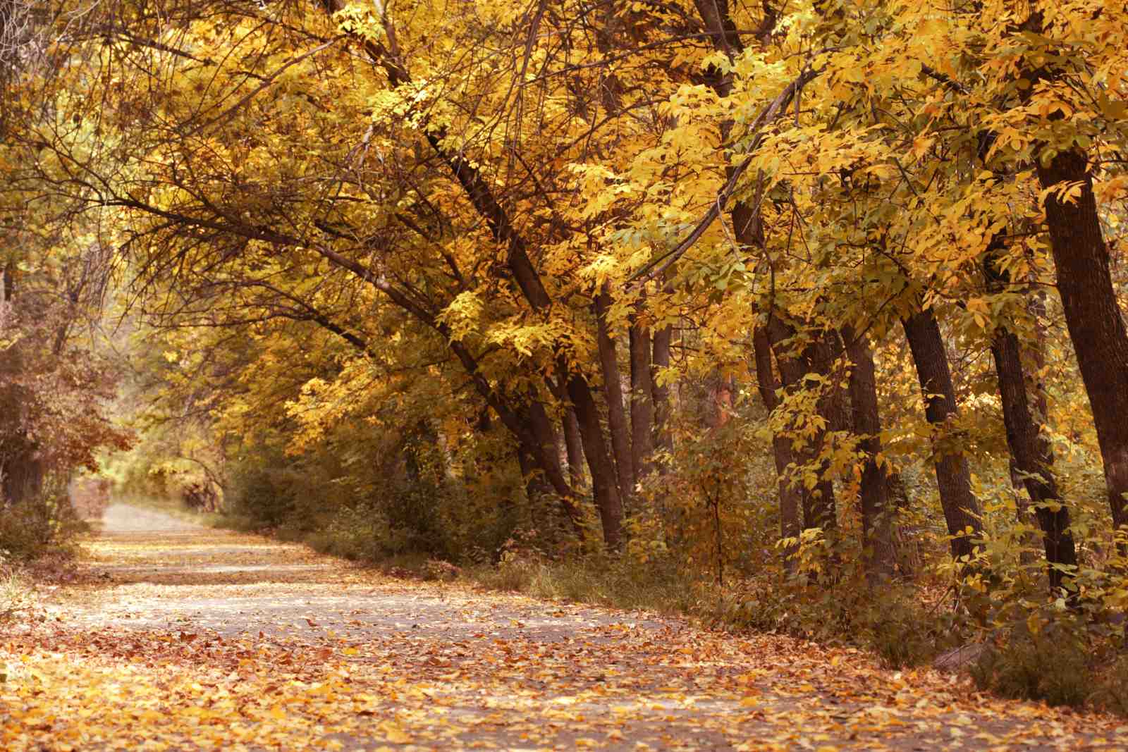 Golden Autumn Path Wall Art
