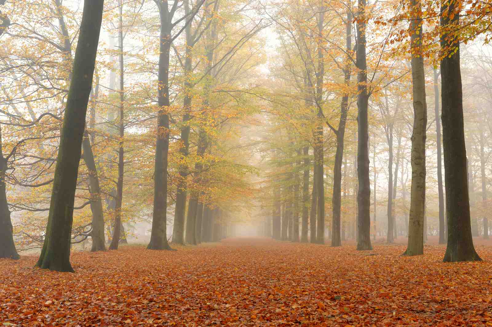 Misty Autumn Forest Path Wall Art