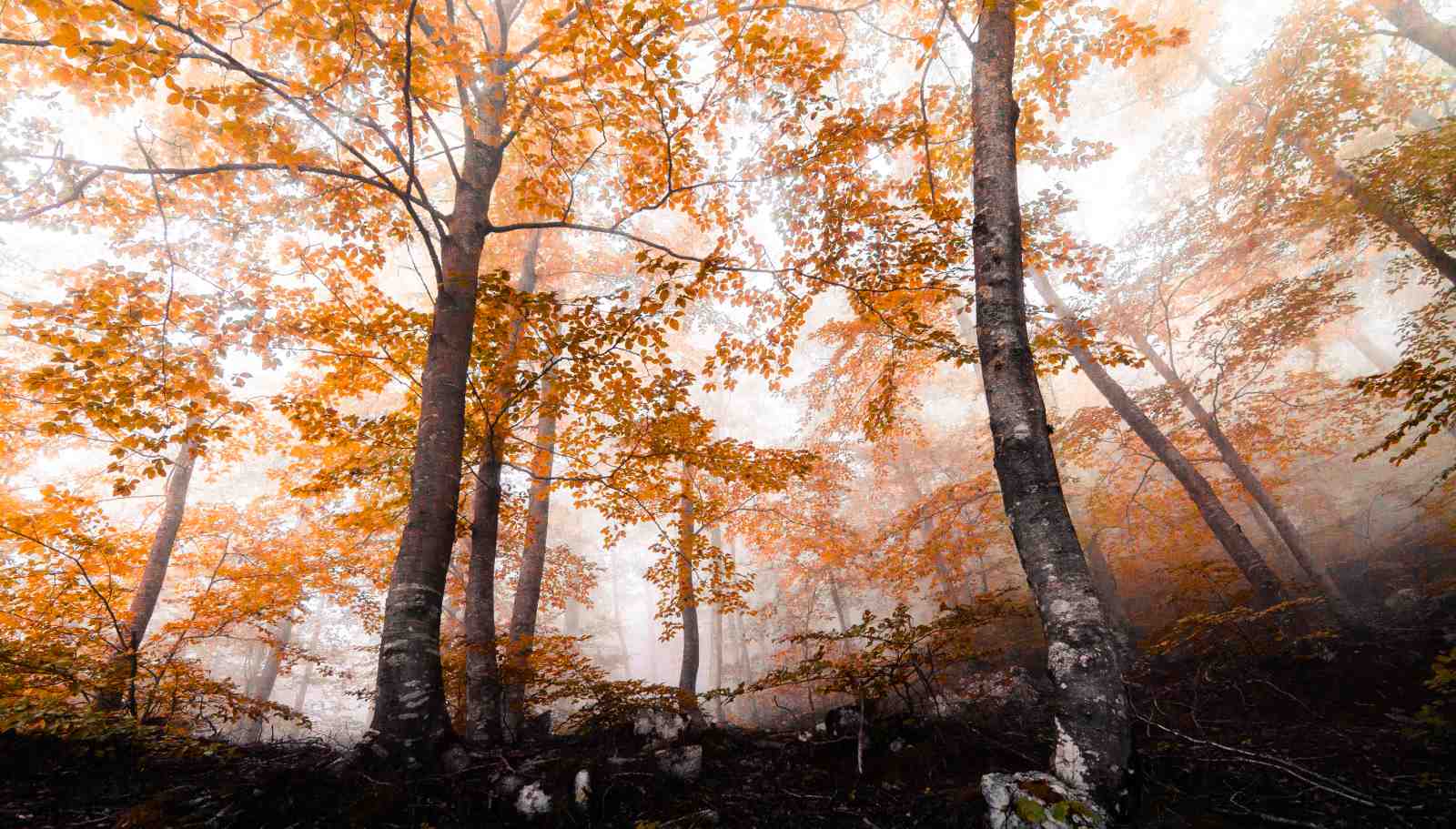 Misty Autumn Forest Fall Foliage Wall Art