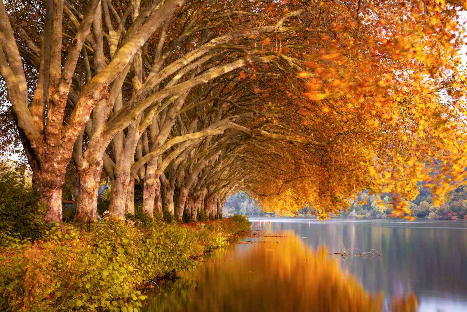 Autumn Tree Tunnel Lake Wall Art