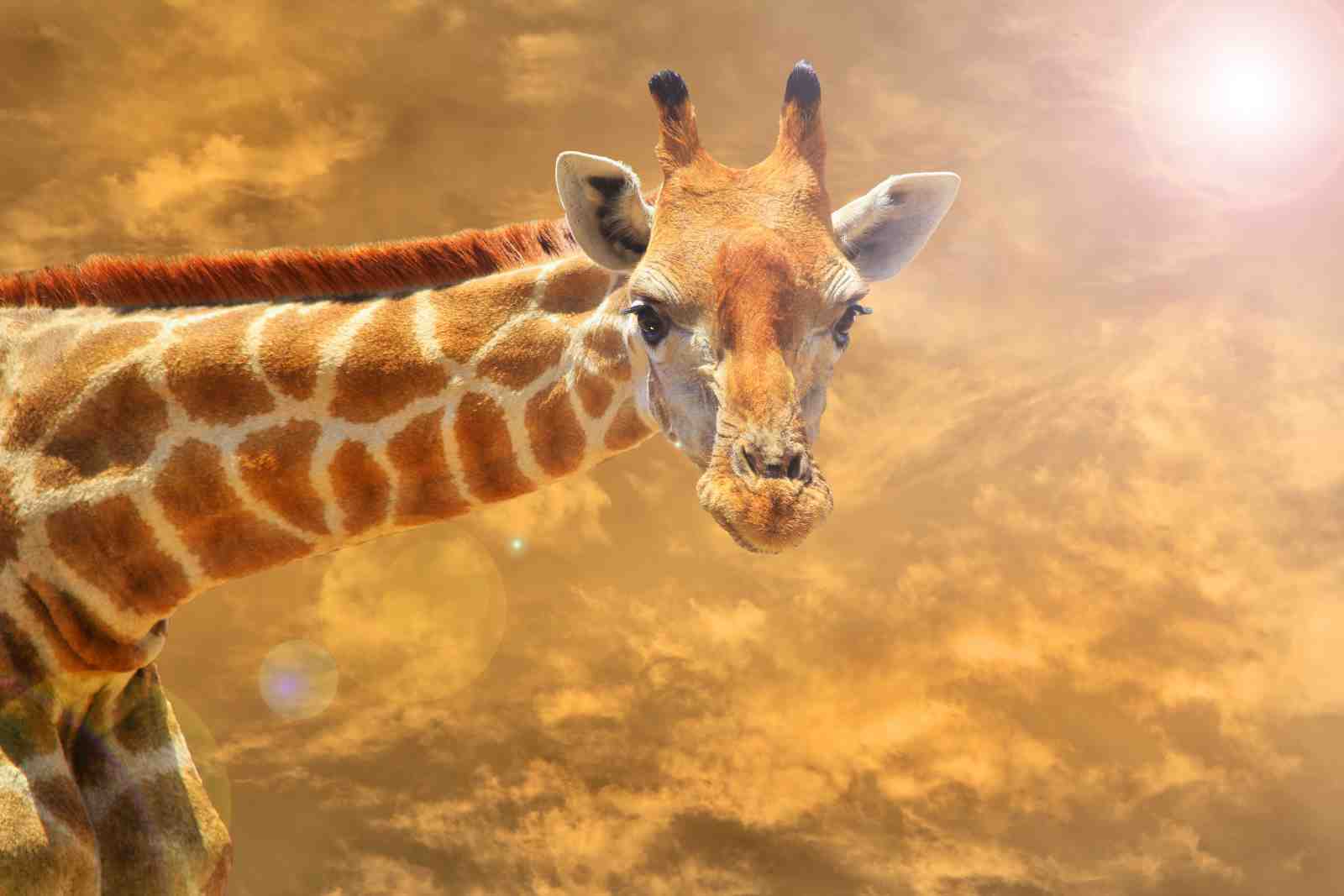 Majestic Giraffe Safari Sunset Wall Art