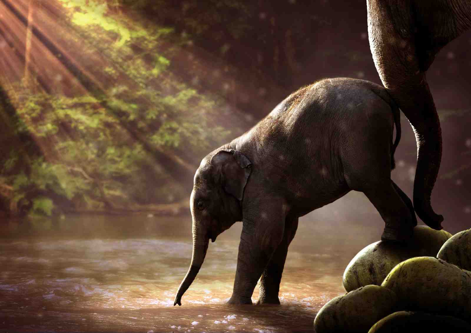 Baby Elephant River Light Wall Art