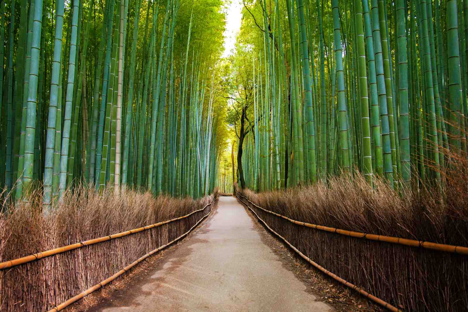 Serene Bamboo Path Wall Art