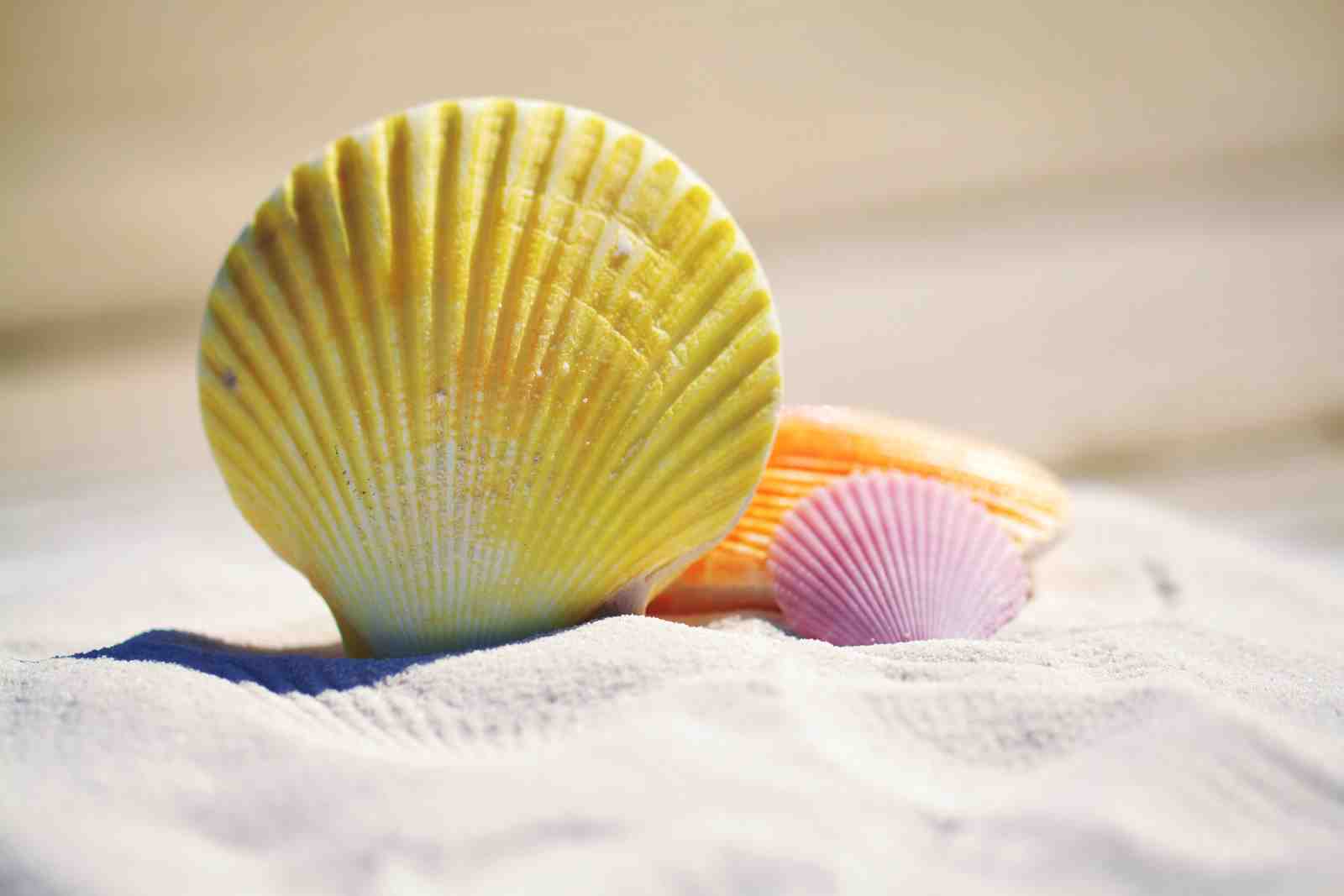 Serene Seashell Trio Beach Wall Art Wall Art