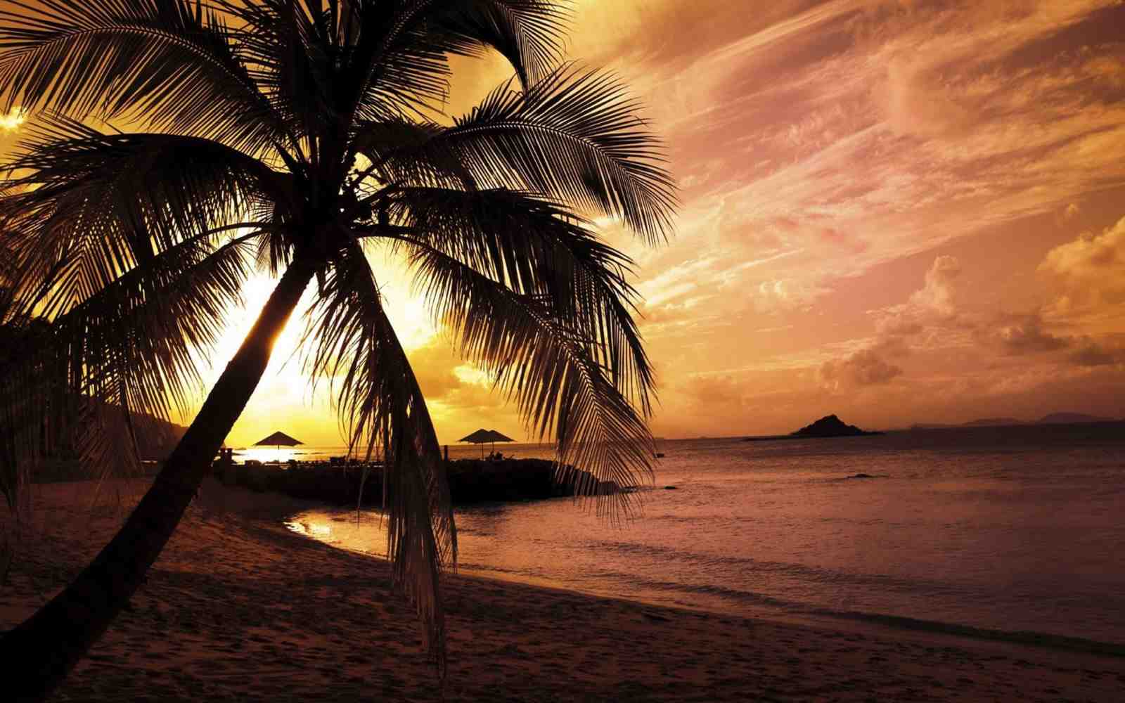 Tropical Sunset Palm Tree Wall Art