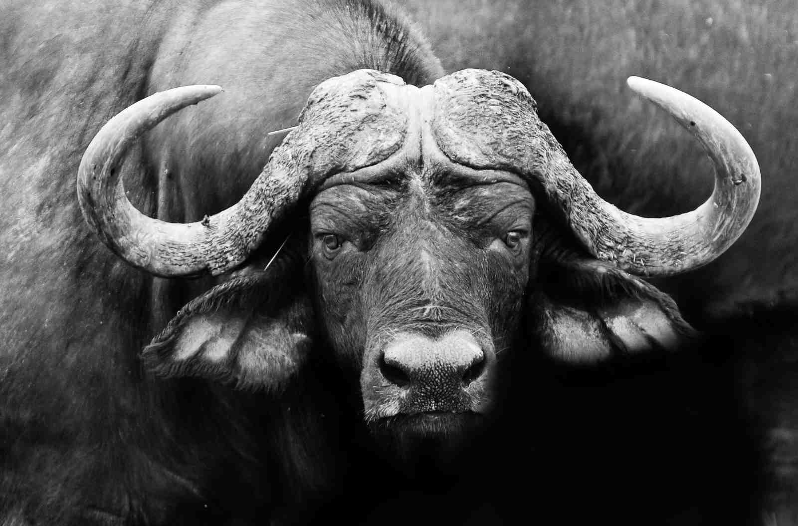 Majestic African Buffalo Portrait Wall Art