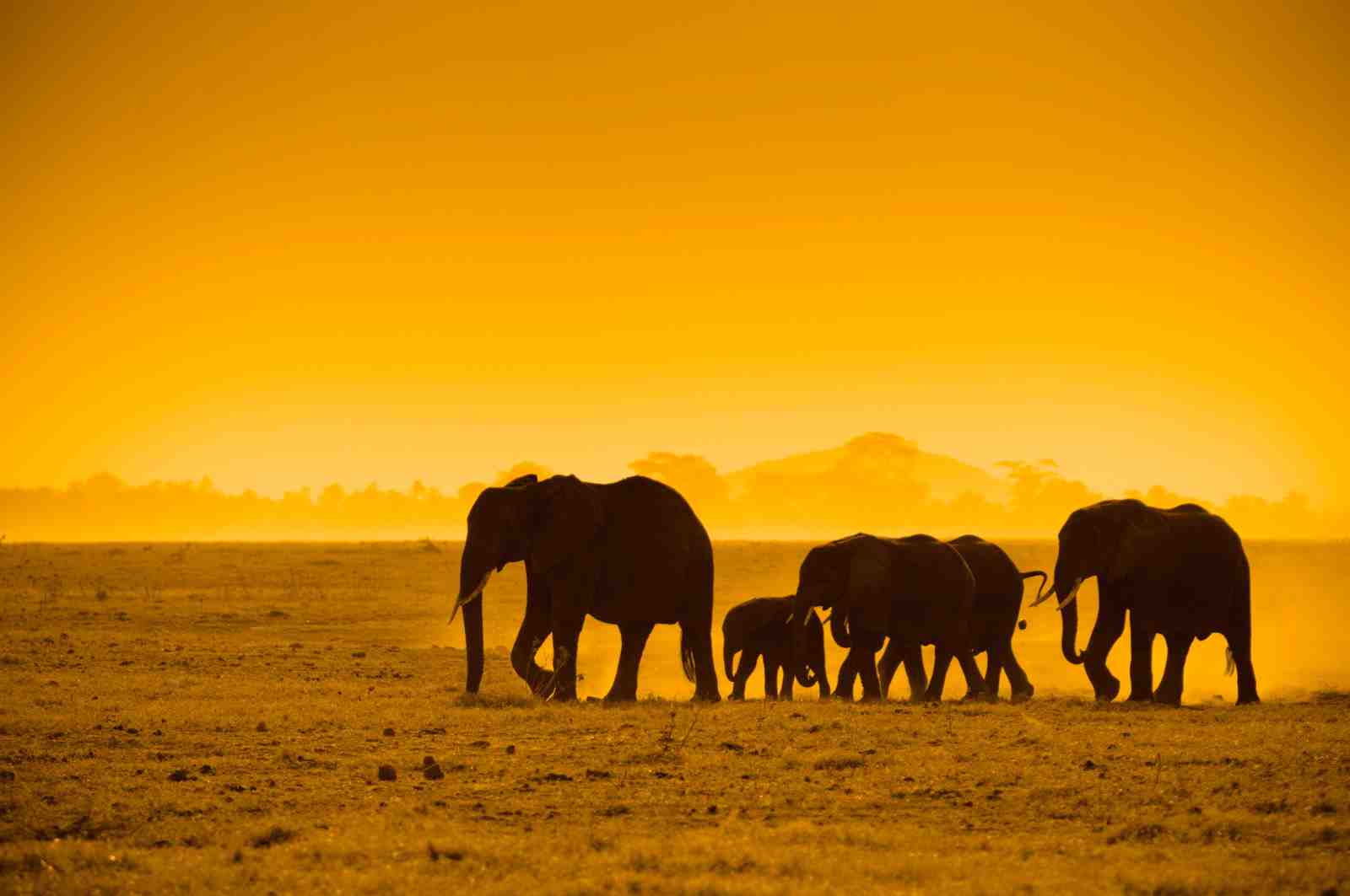 Majestic Elephant Herd Sunset Safari Wall Art