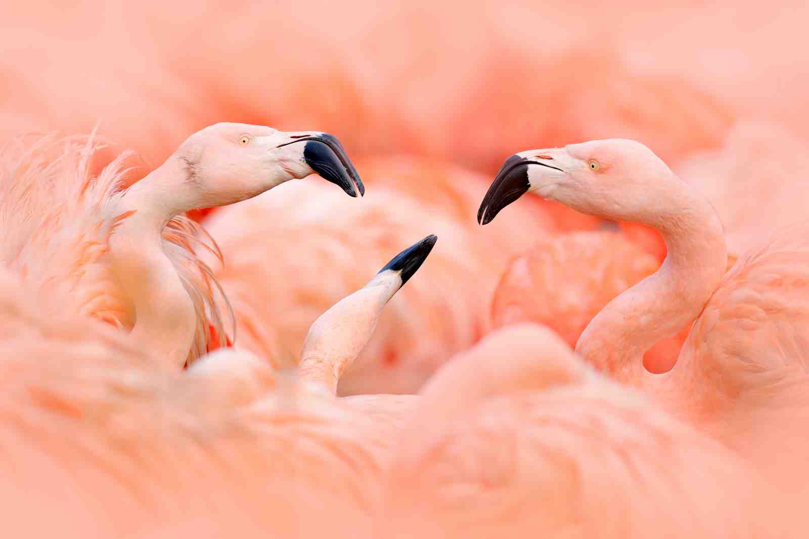 Pink Flamingo Flock Wall Art