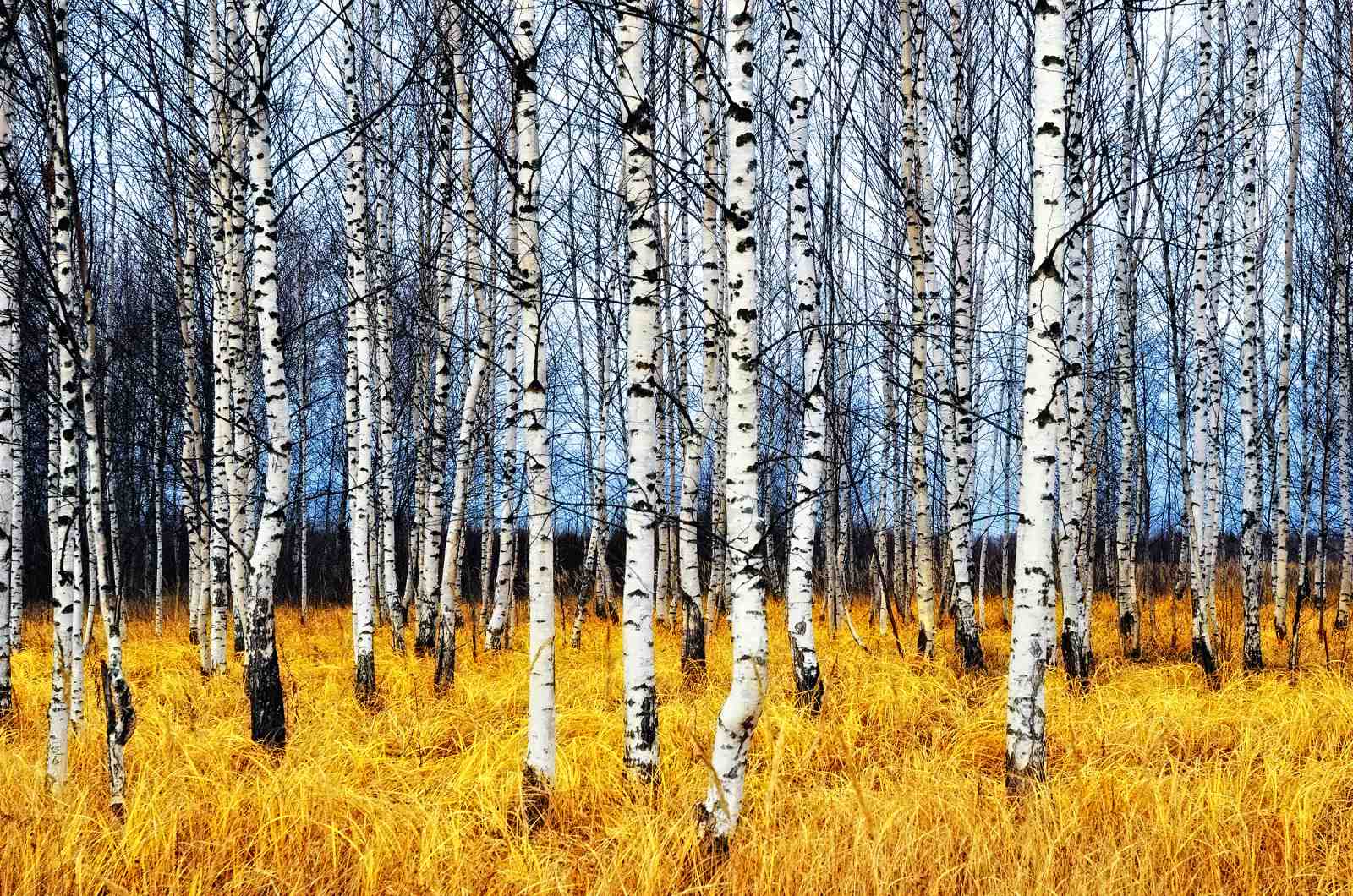 Golden Birch Forest Autumn Wall Art