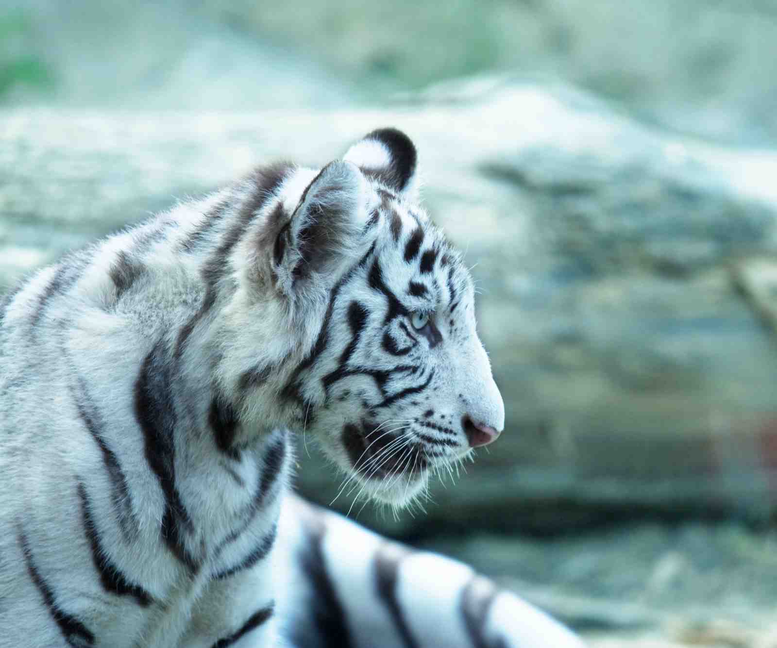 Majestic White Tiger Profile Wall Art