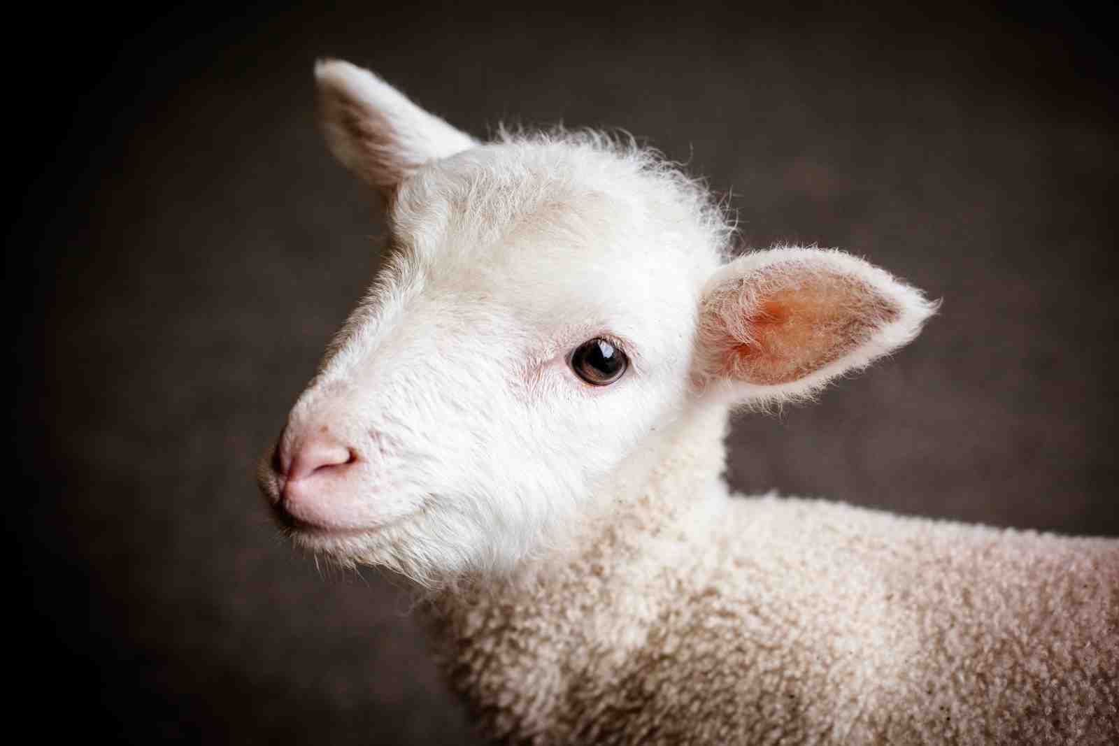 Adorable Lamb Portrait Fine Art Wall Art